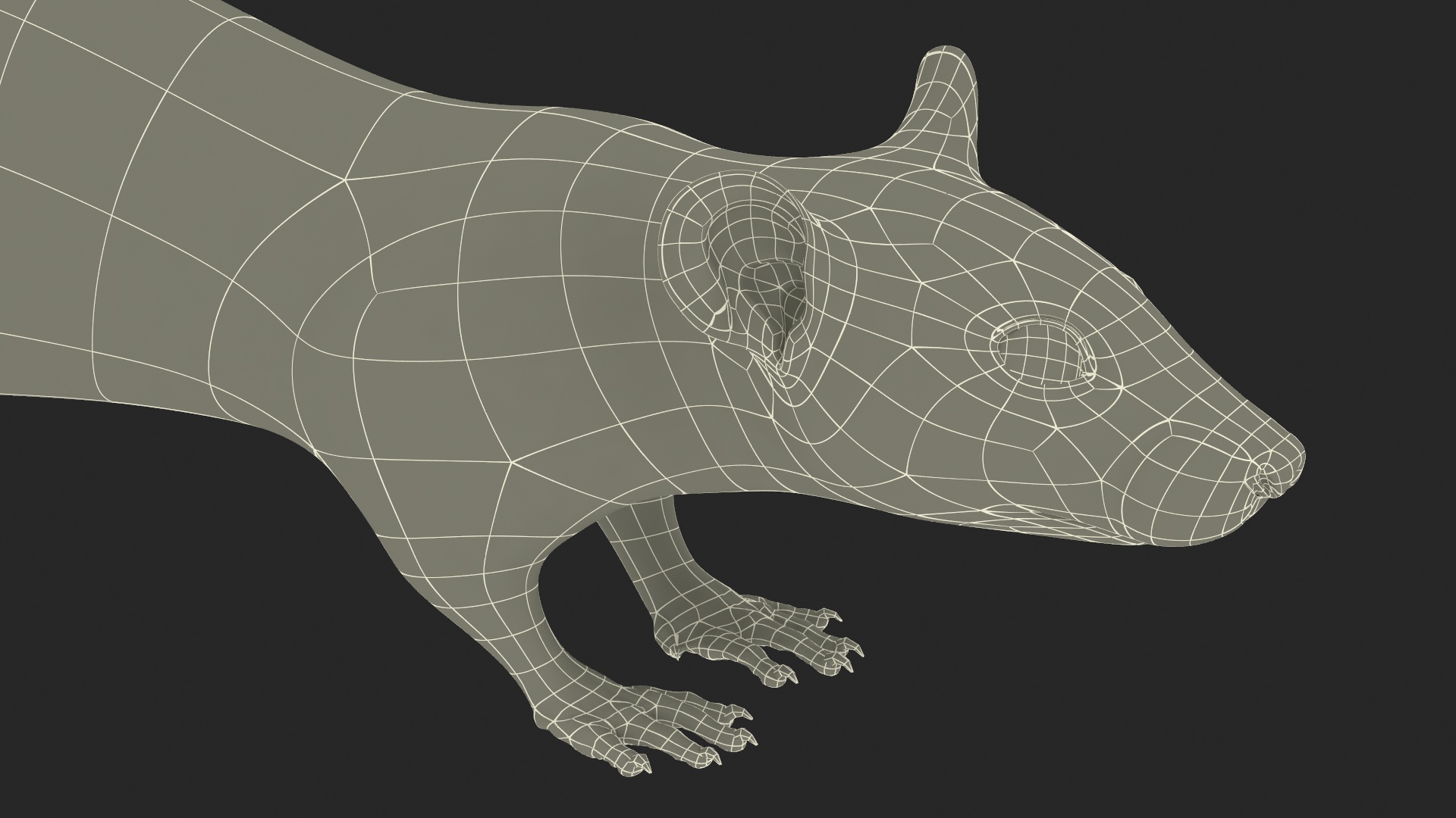 3D model Lifelike Rodent White Rat