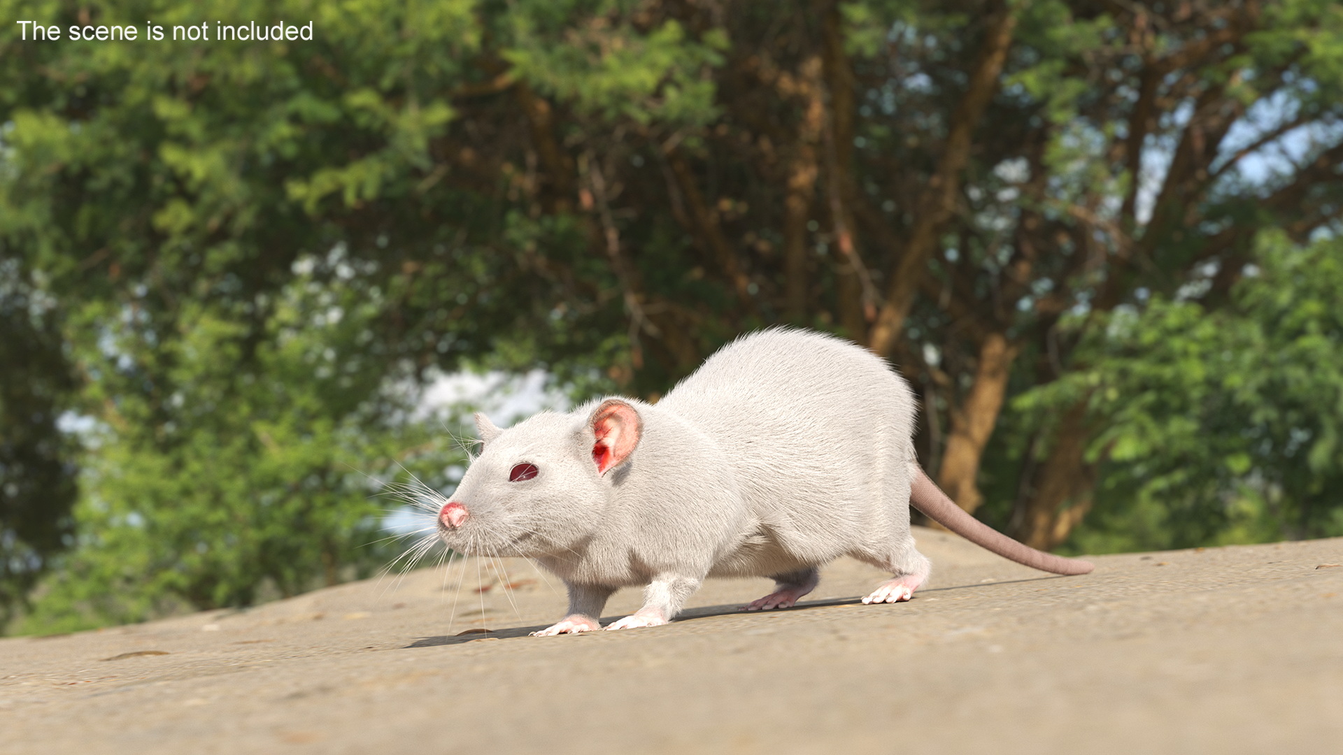 3D model Lifelike Rodent White Rat