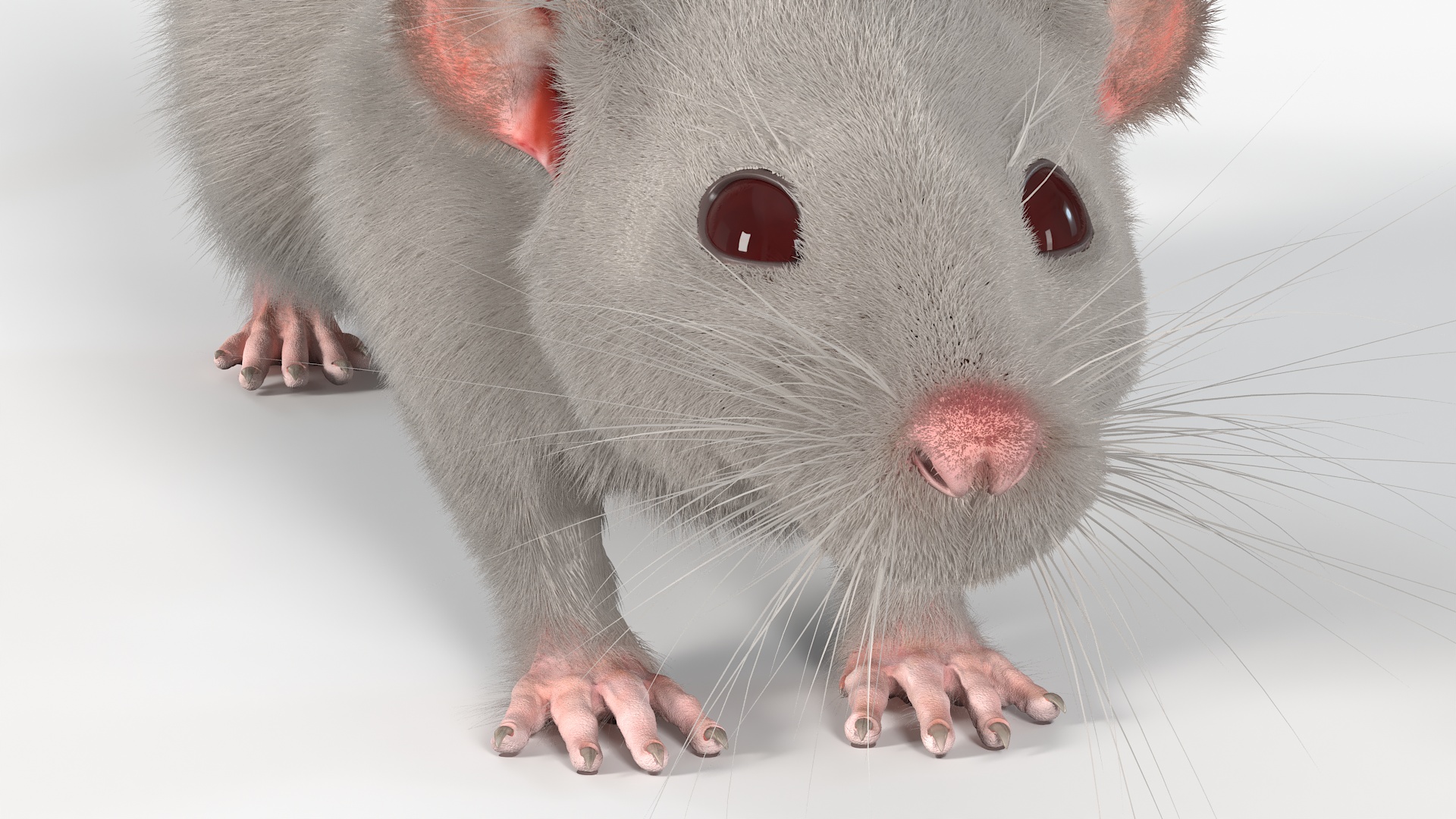 3D model Lifelike Rodent White Rat