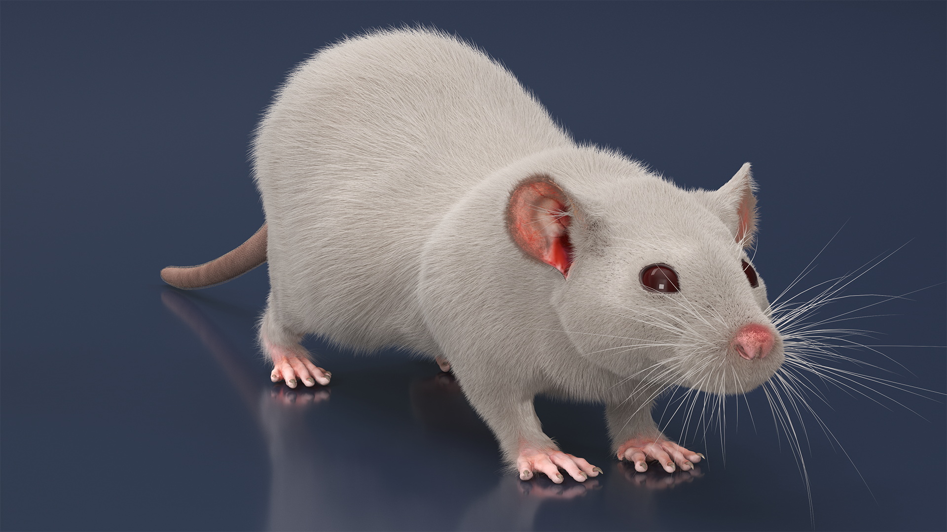 3D model Lifelike Rodent White Rat