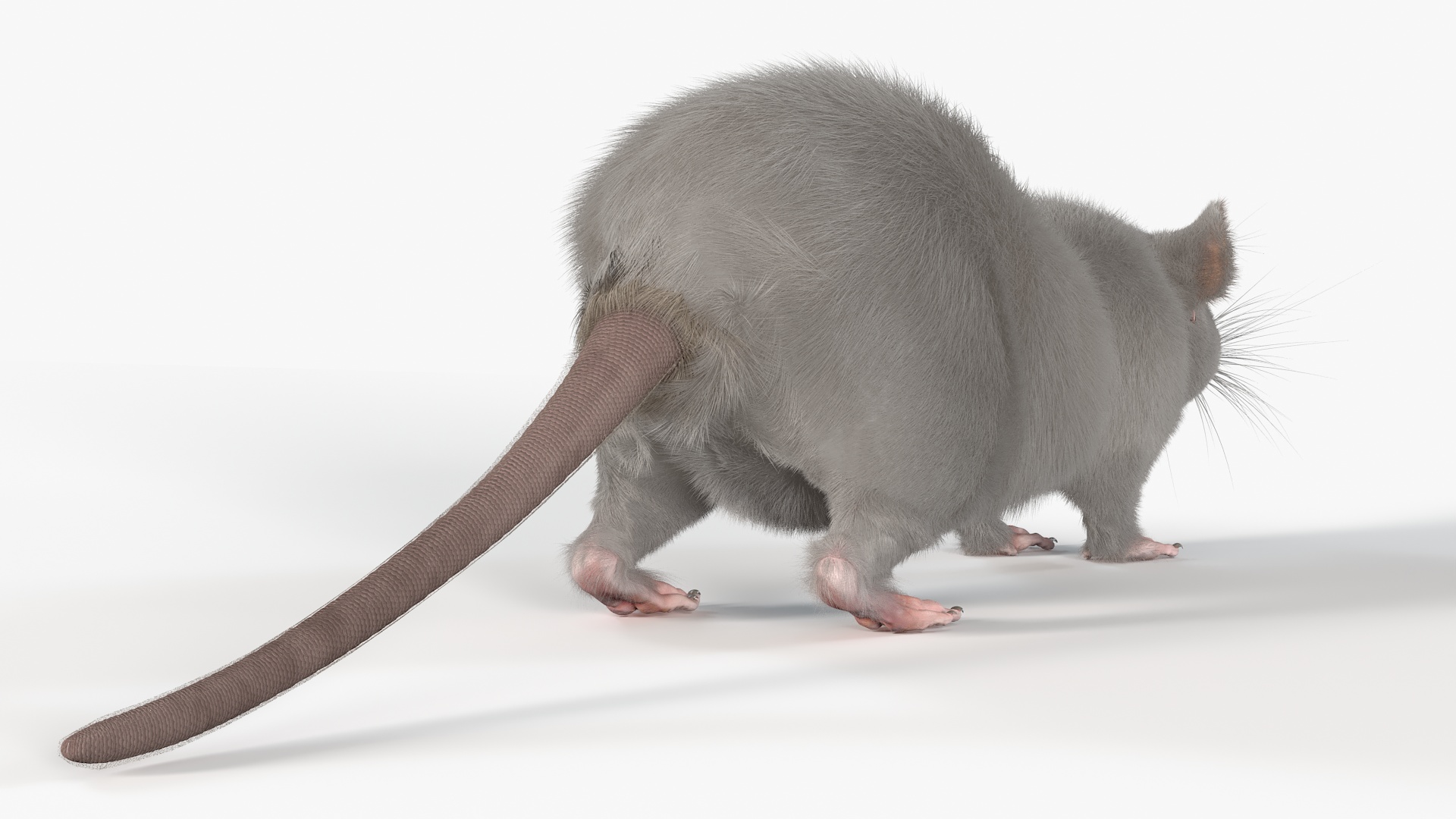 3D model Lifelike Rodent White Rat