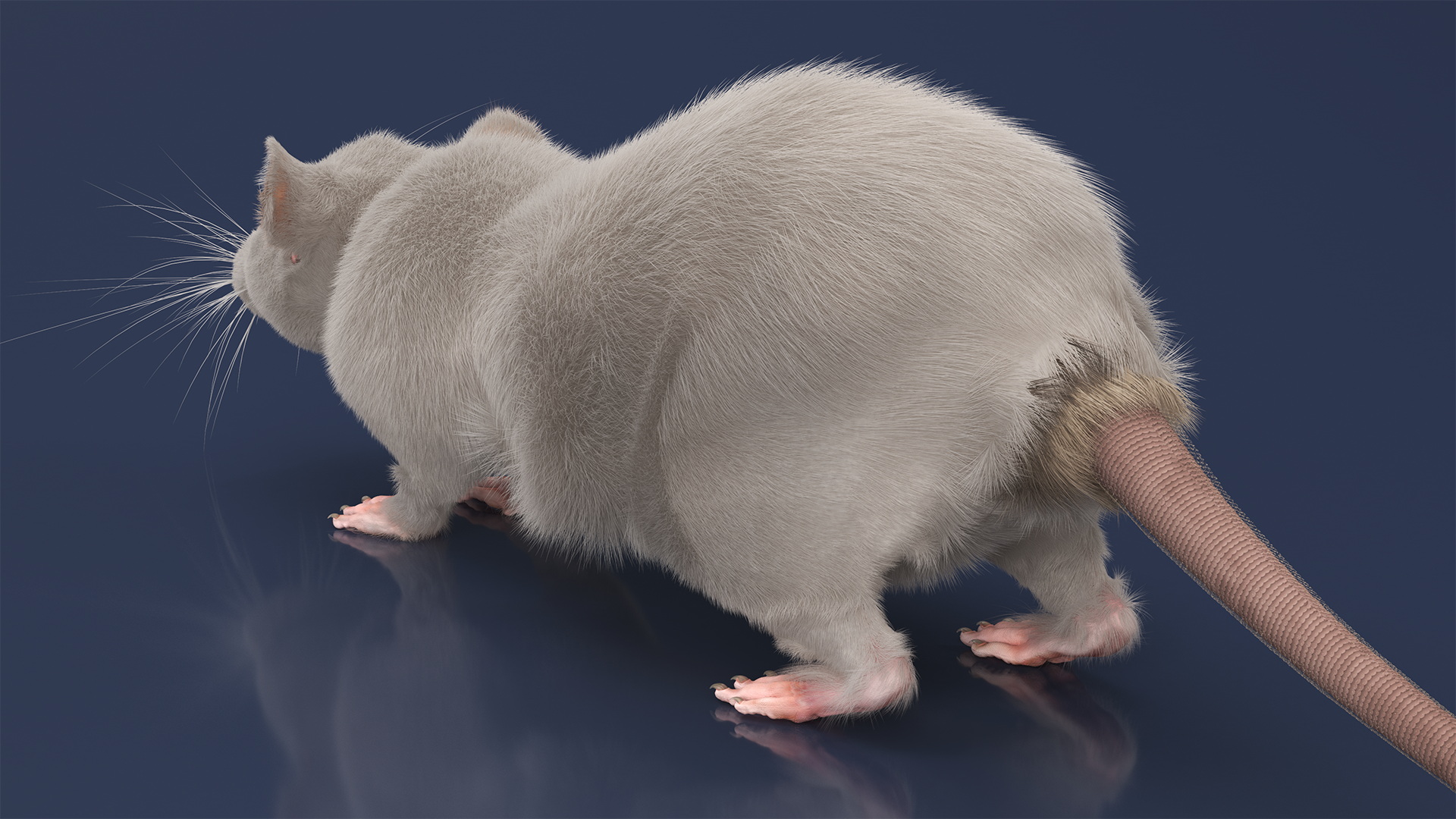 3D model Lifelike Rodent White Rat