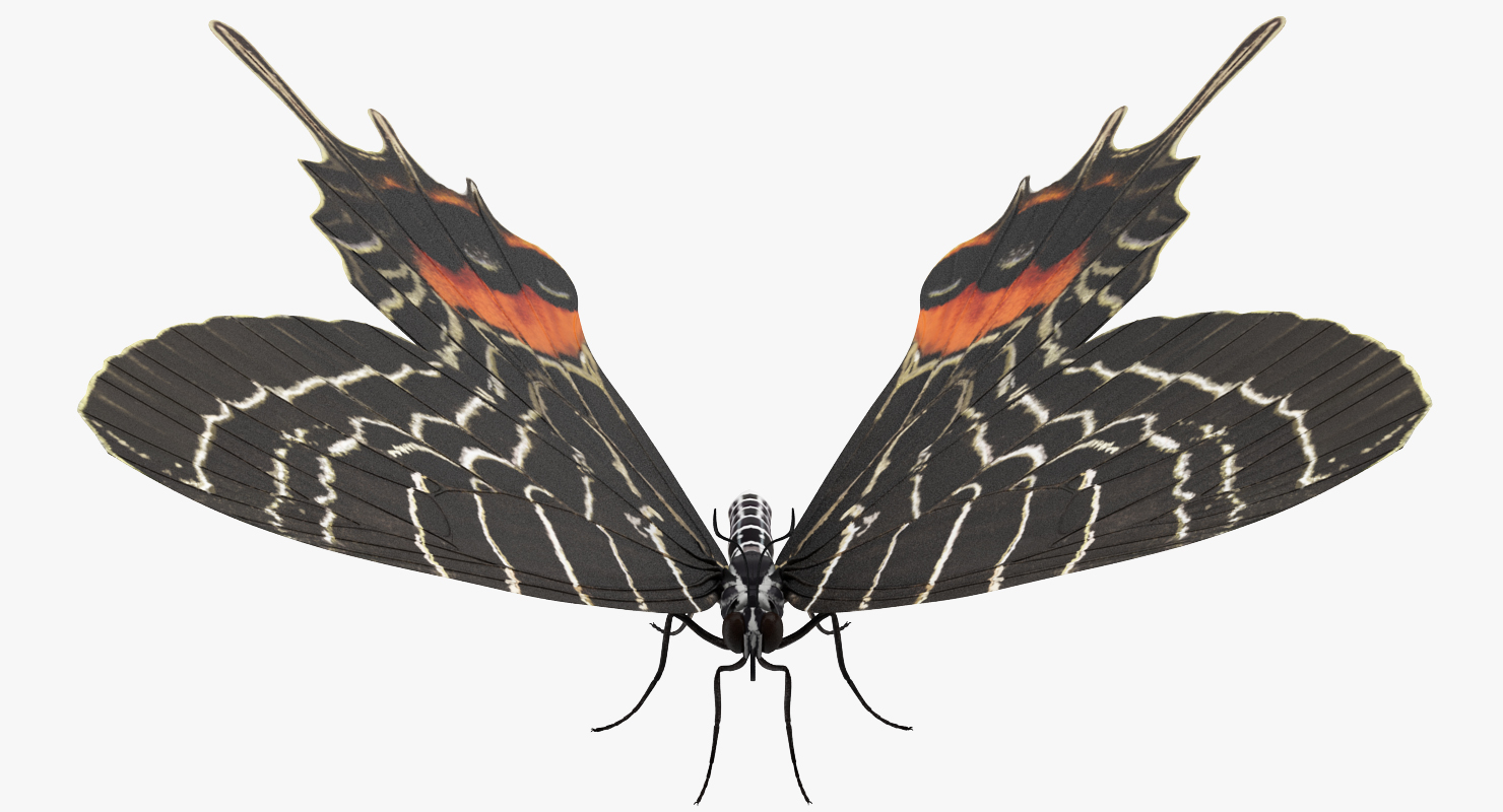 Bhutan Glory Swallowtail Butterfly 3D model