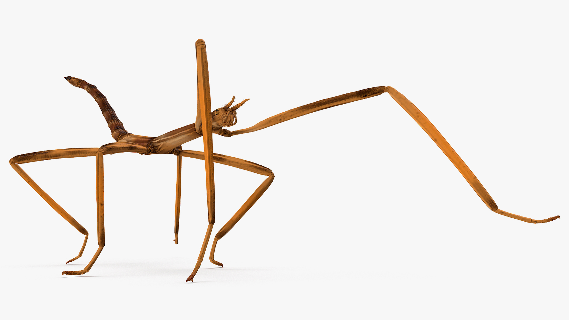 3D Stick Insect Brown Walking Pose