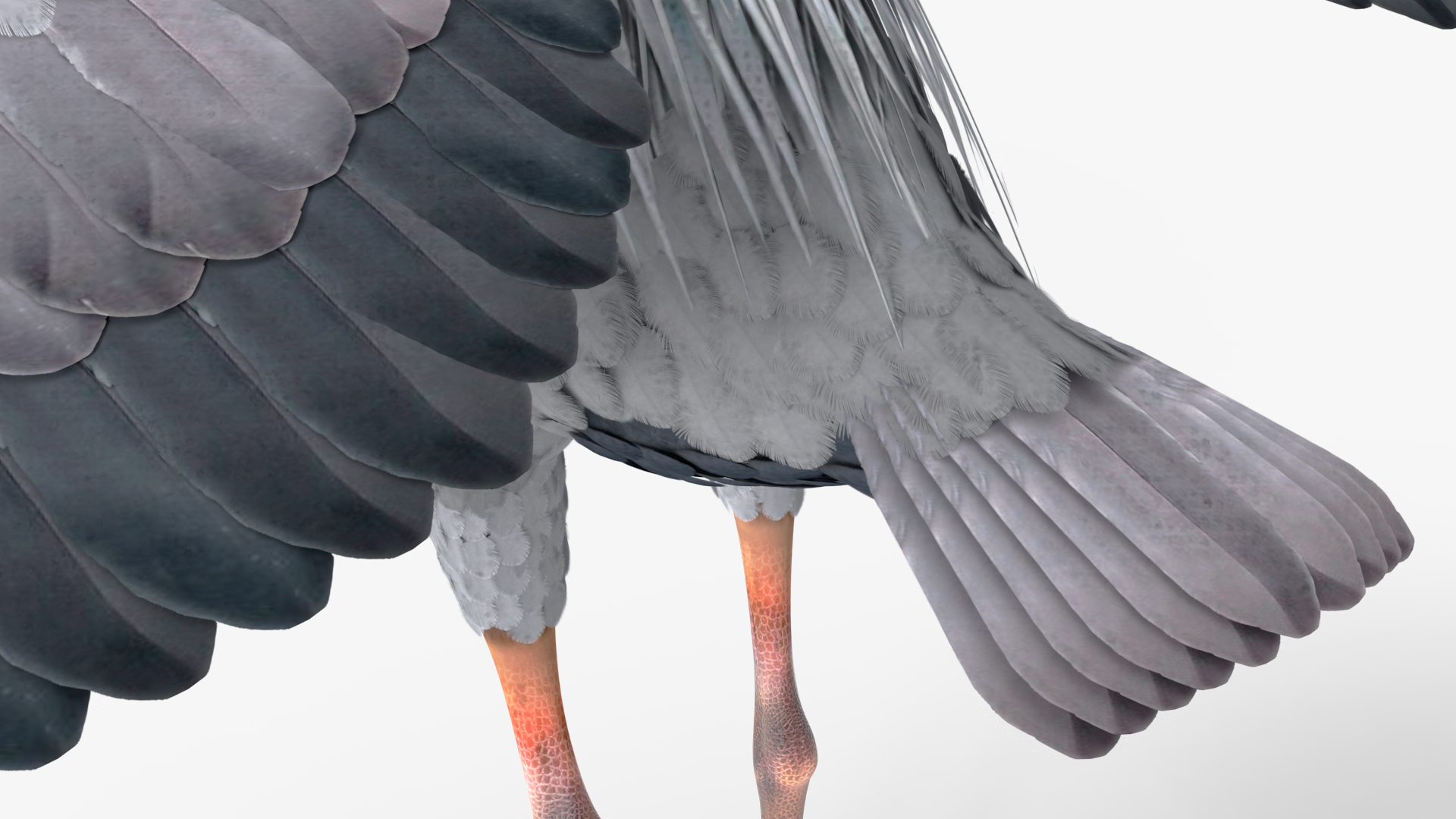 3D Grey Heron Rigged for Maya