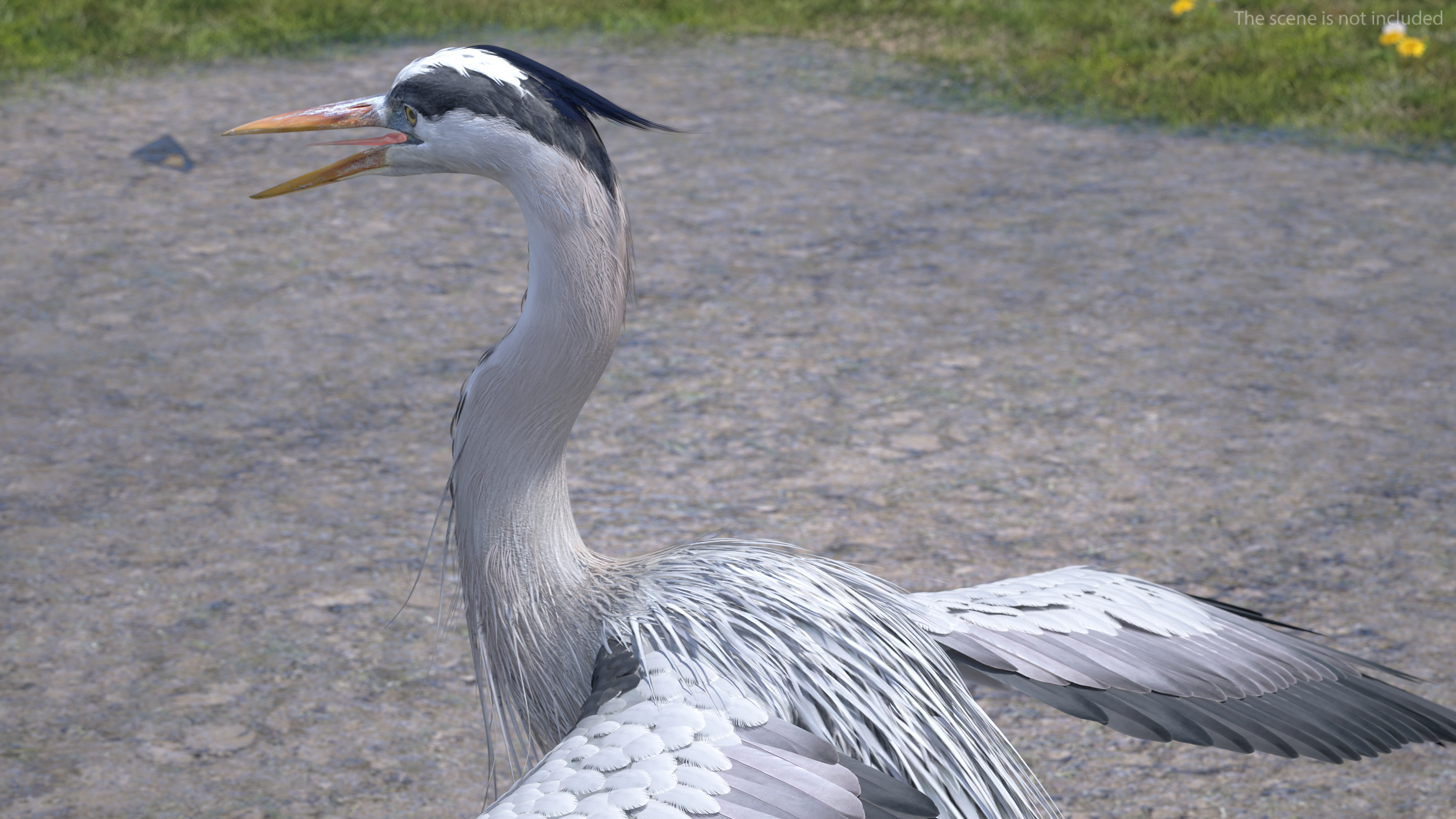 Grey Heron Rigged 3D