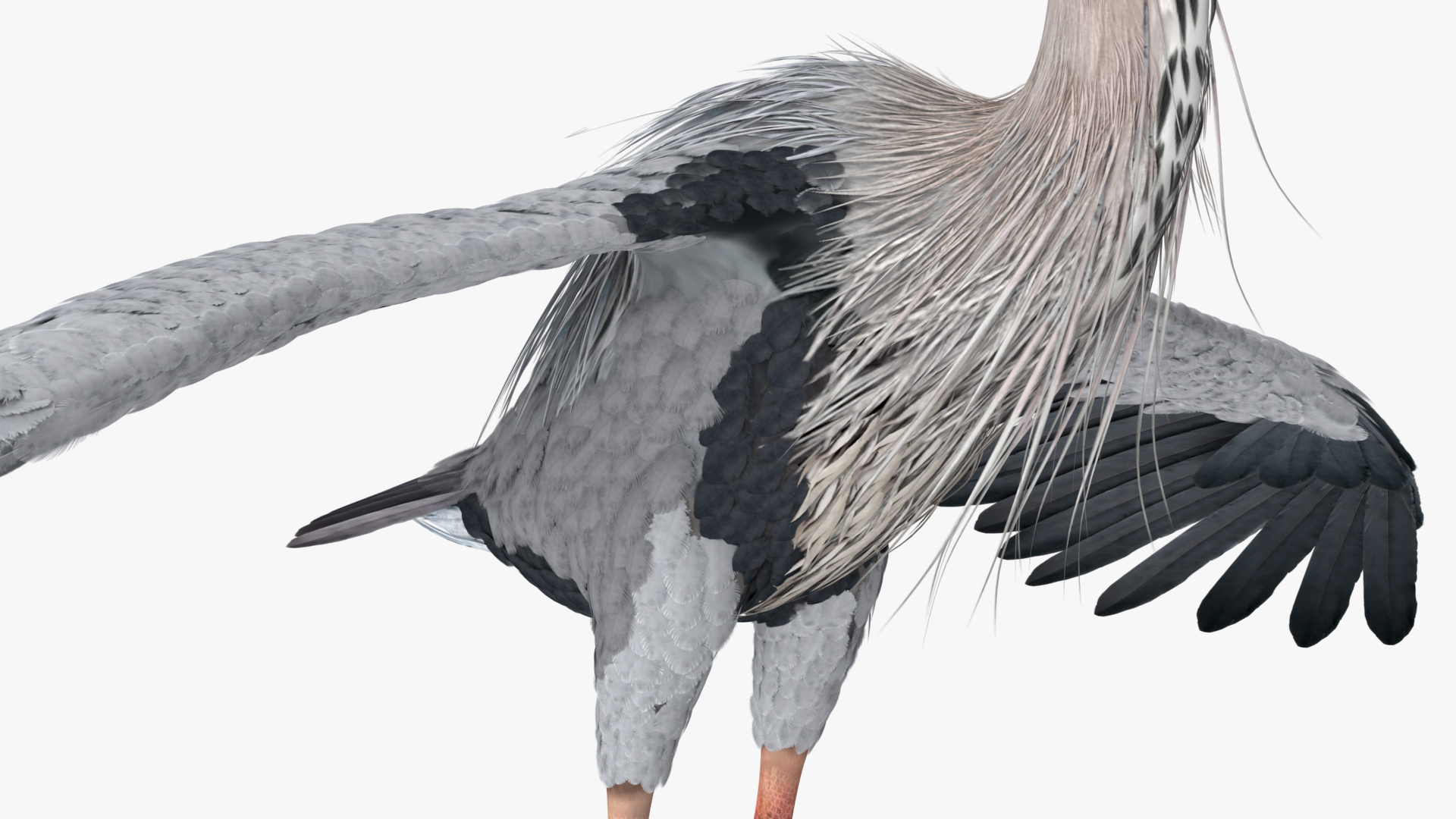 Grey Heron Rigged 3D