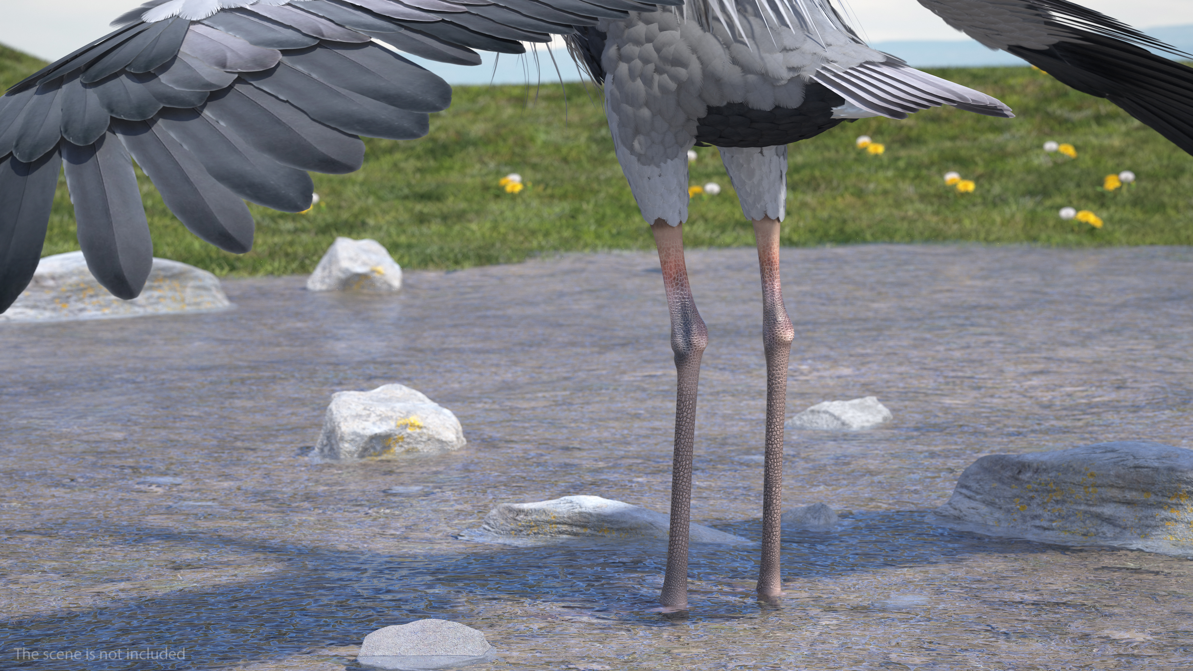 Grey Heron Rigged 3D