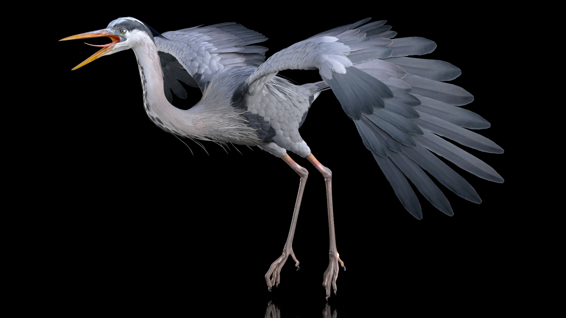 Grey Heron Rigged 3D