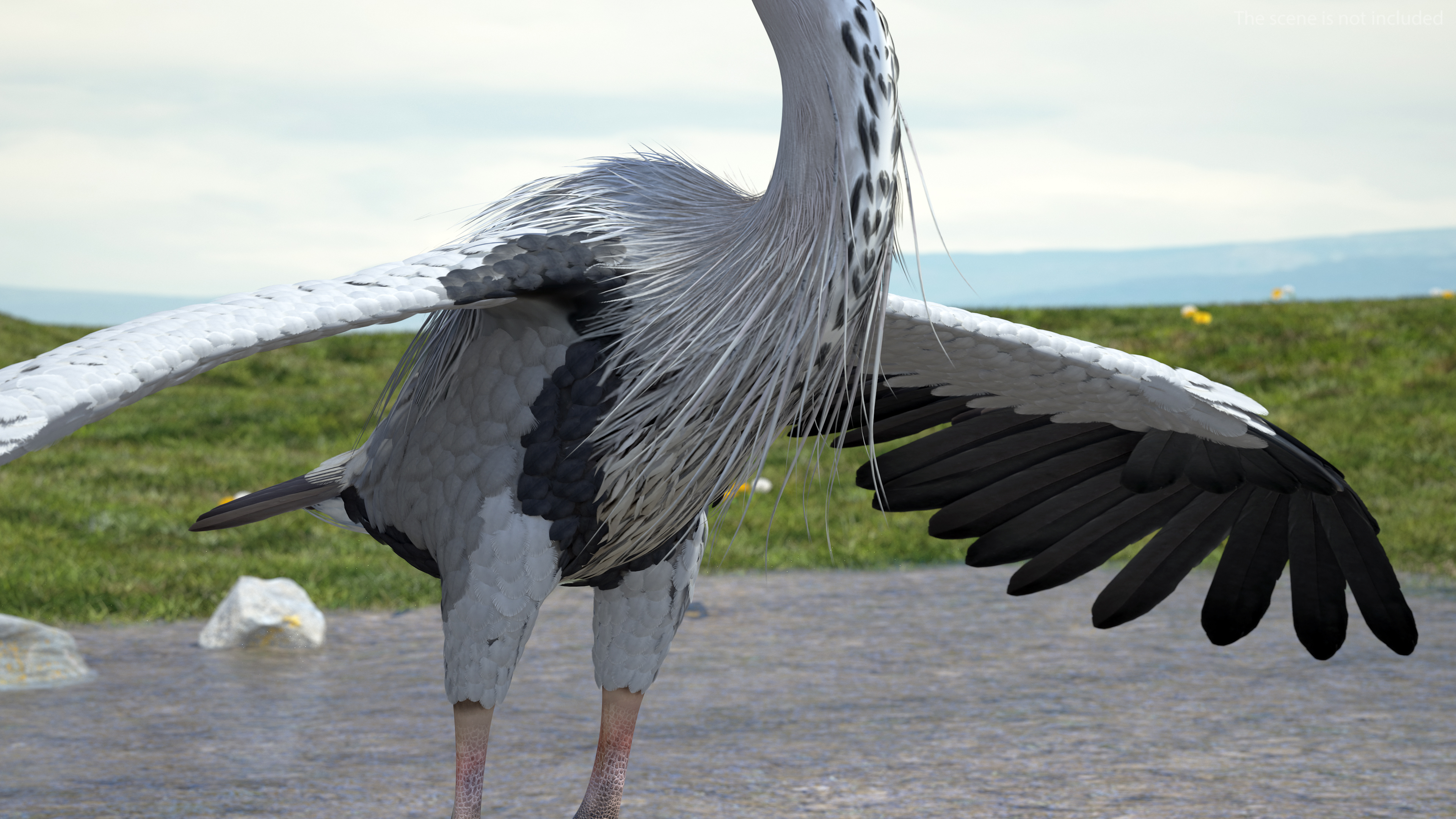 3D Grey Heron Rigged for Maya