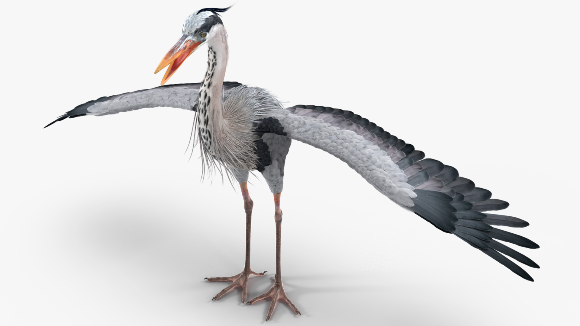 3D Grey Heron Rigged for Maya