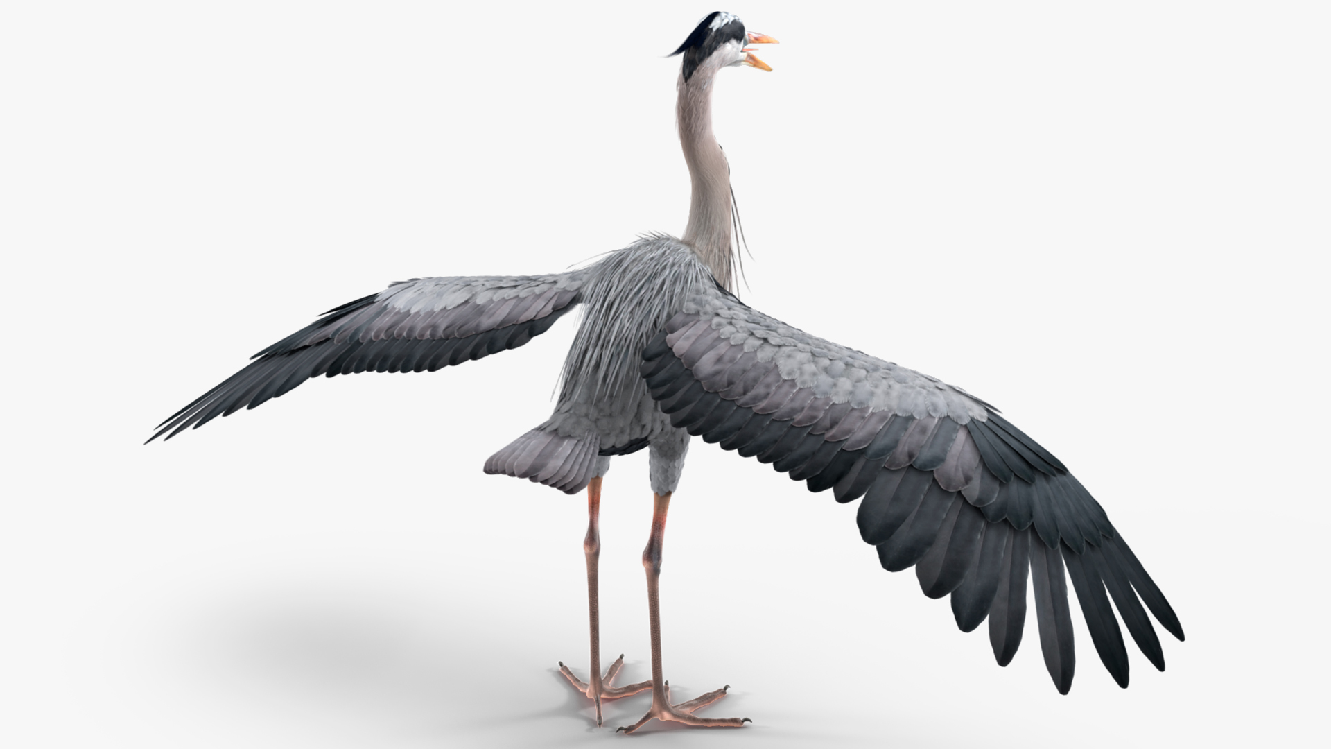 3D Grey Heron Rigged for Maya