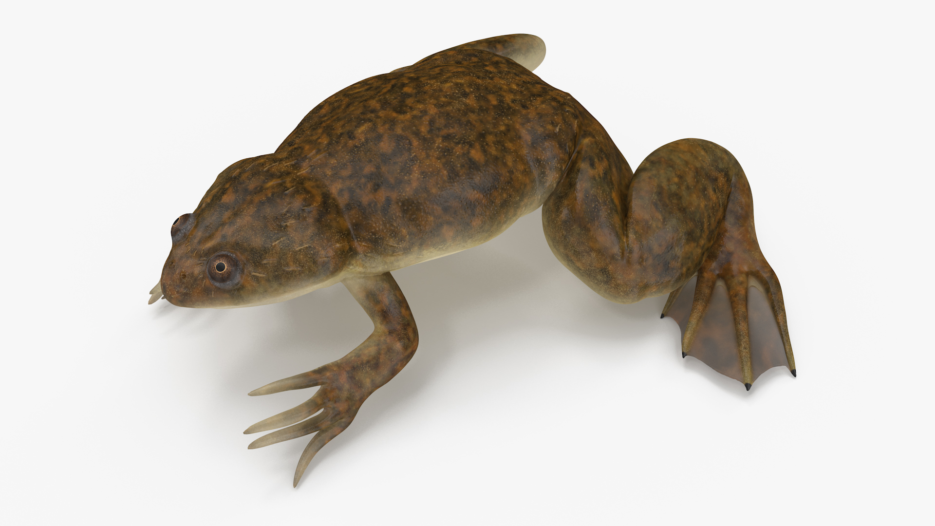 3D African Claw-toe Frog Sits Pose