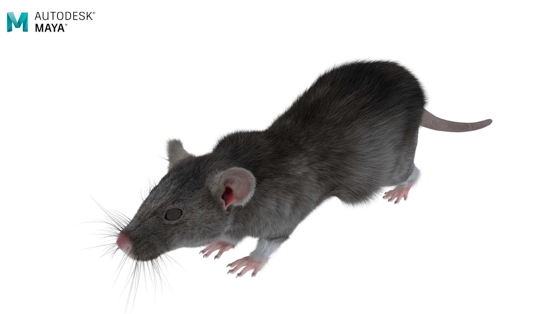 3D model Realistic Rat with Fur for Vray Fur