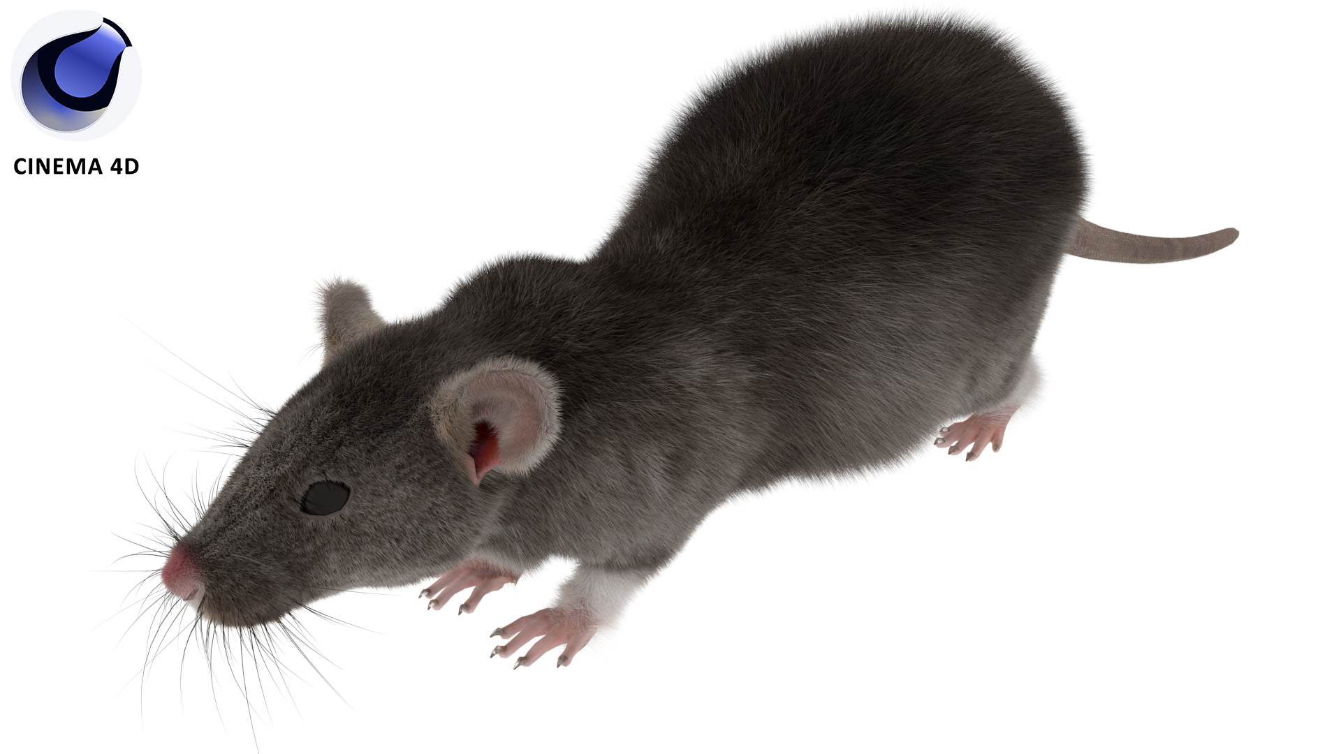 3D model Realistic Rat with Fur for Vray Fur