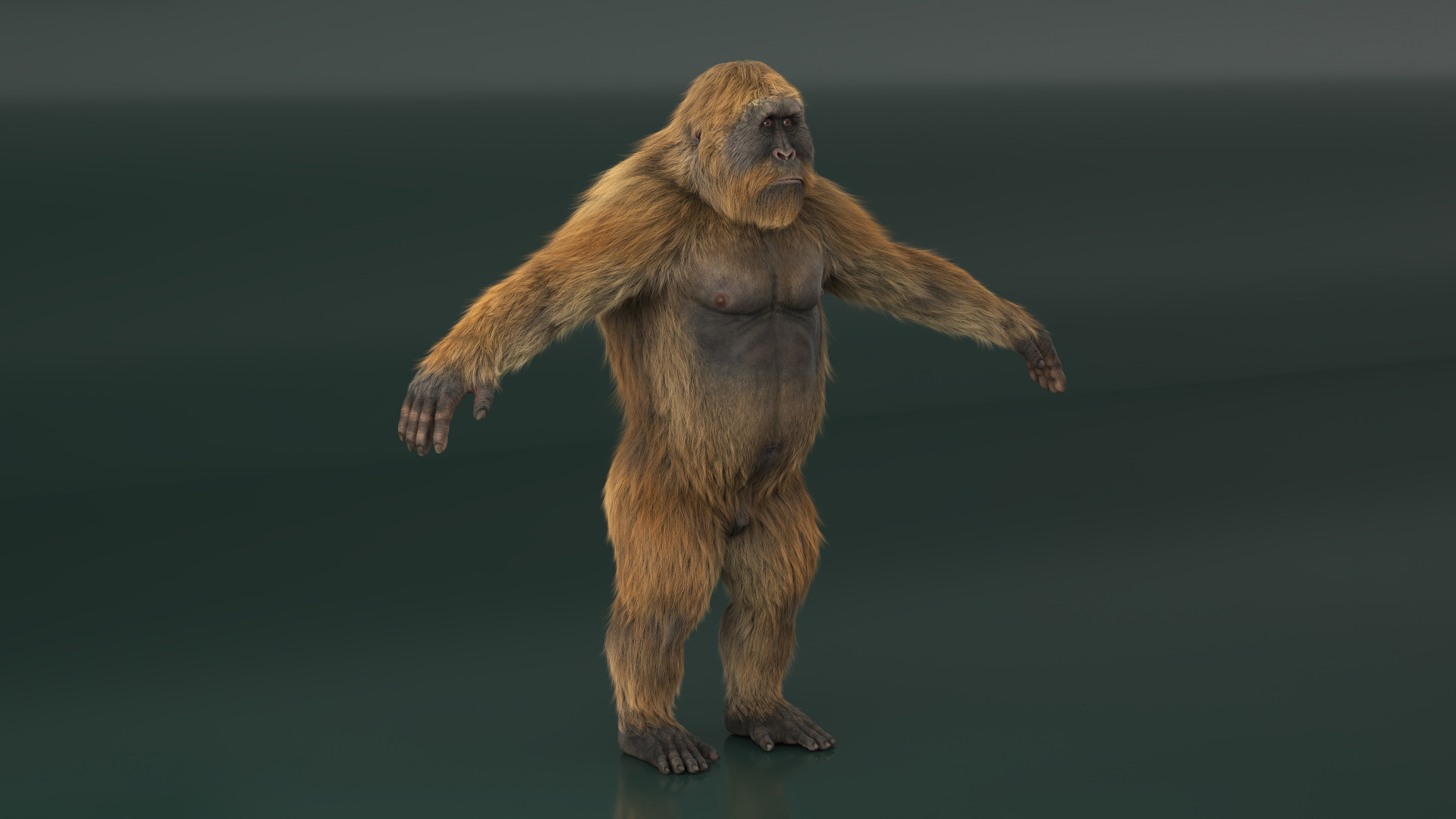 3D Gigantopithecus A-Pose Fur