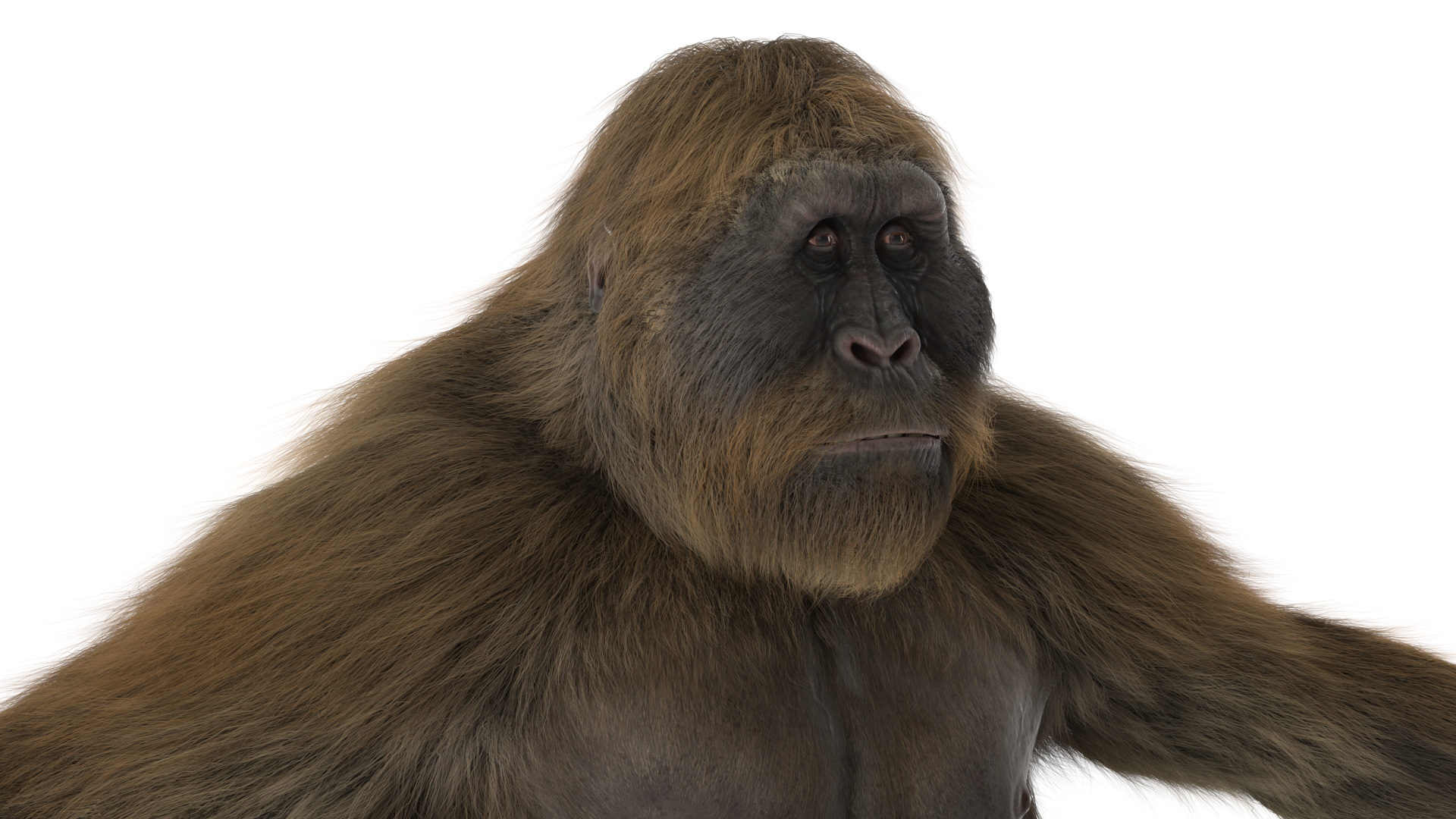 3D Gigantopithecus A-Pose Fur