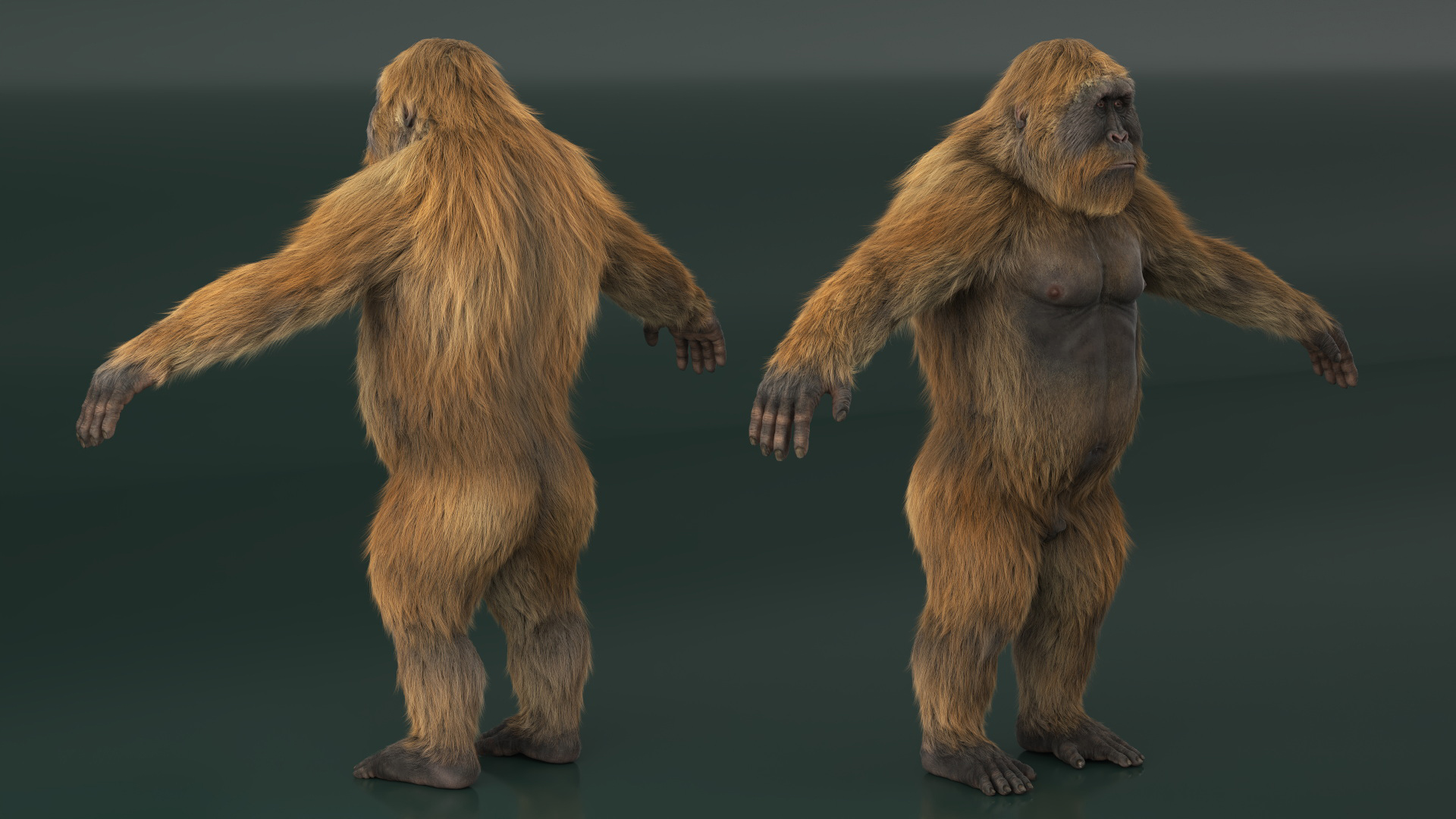 3D Gigantopithecus A-Pose Fur