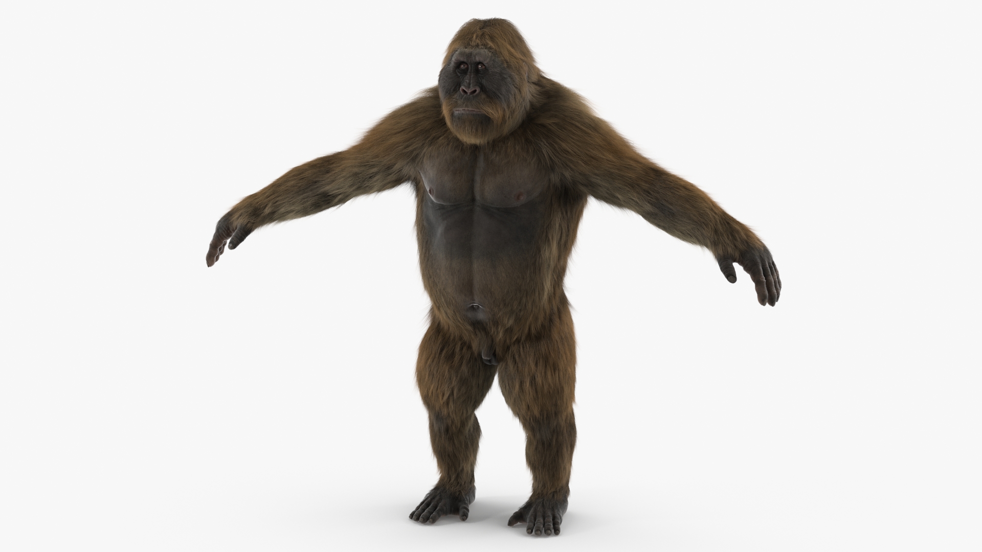 3D Gigantopithecus A-Pose Fur