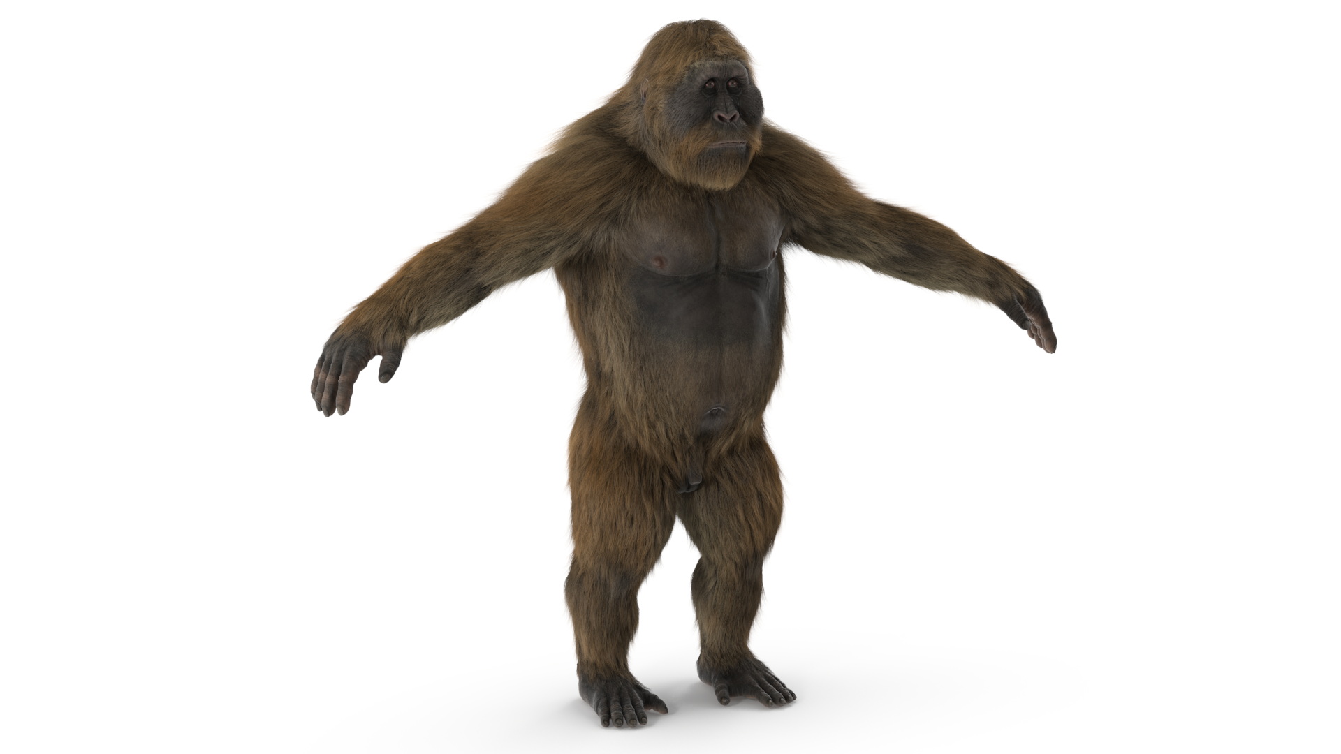 3D Gigantopithecus A-Pose Fur