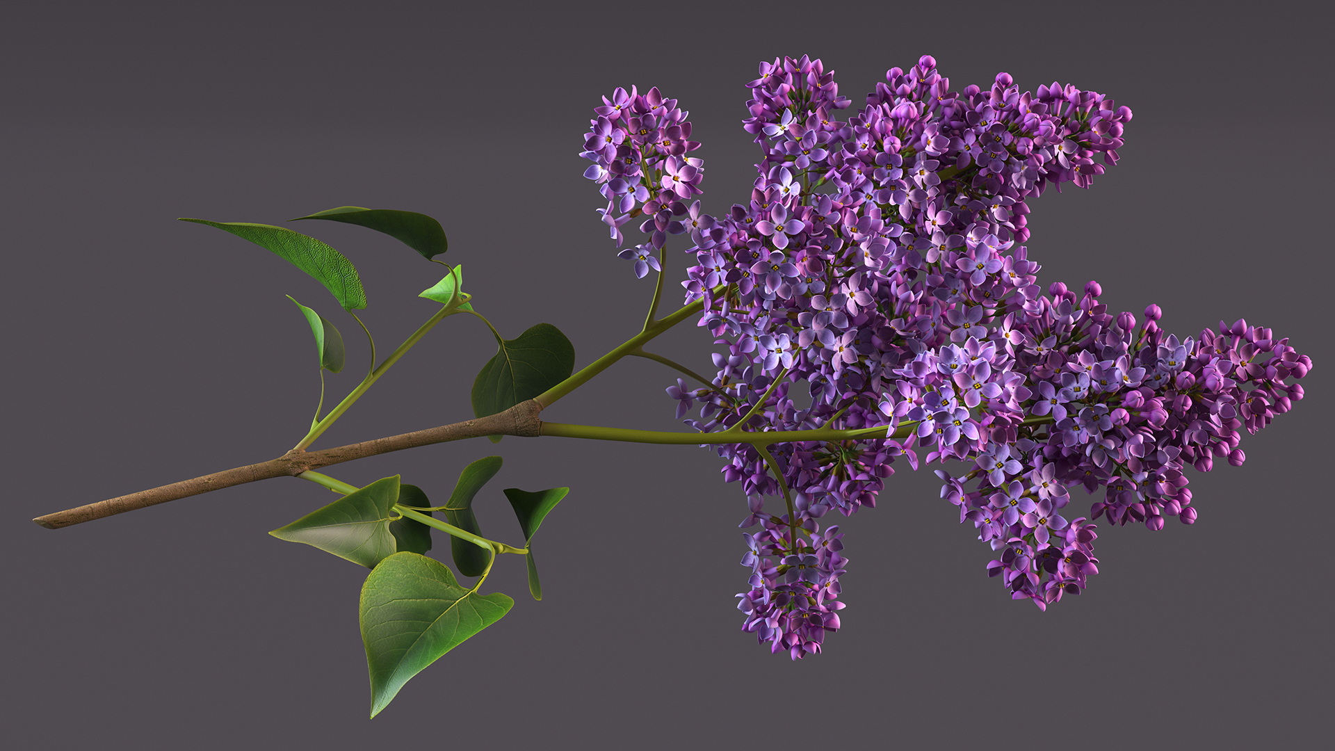 Lilac Branch 3D