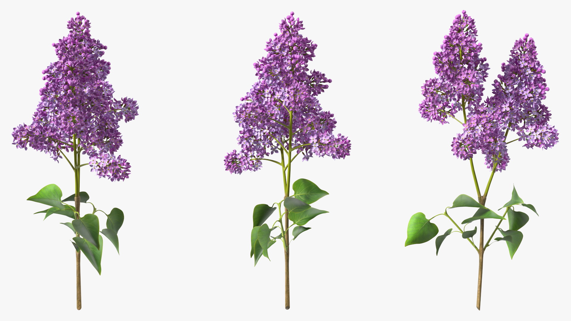 Lilac Branch 3D