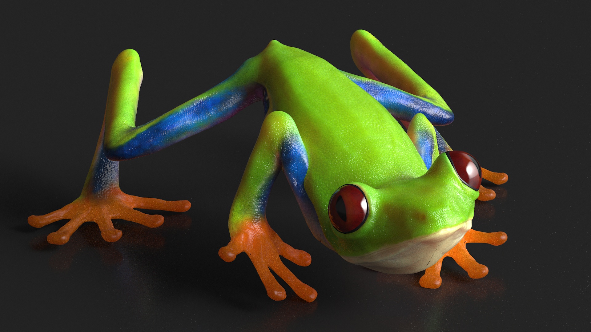 Red Eyed Tree Frog Realistic Rigged for Maya 3D model