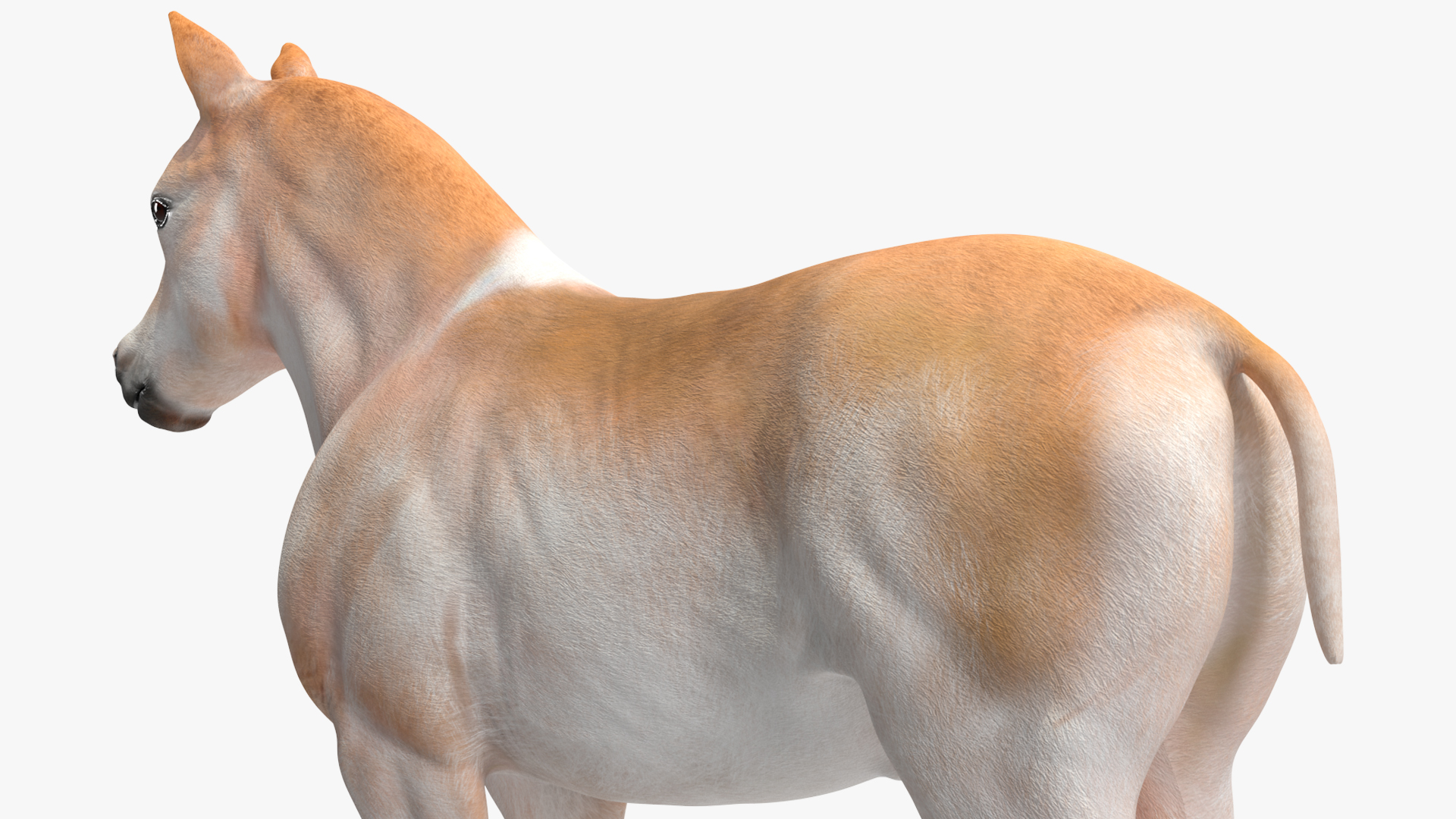 Realistic Shetland Pony Rigged for Maya 3D model