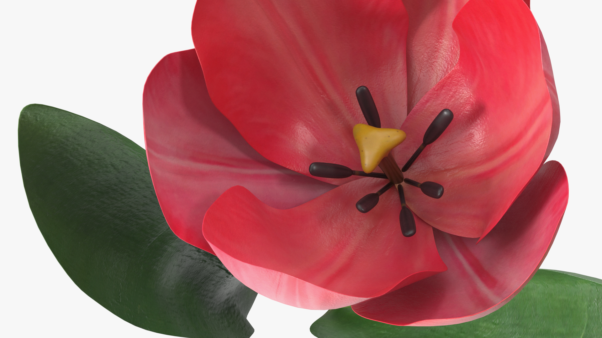 Three Colour Blooming Tulips Set 3D