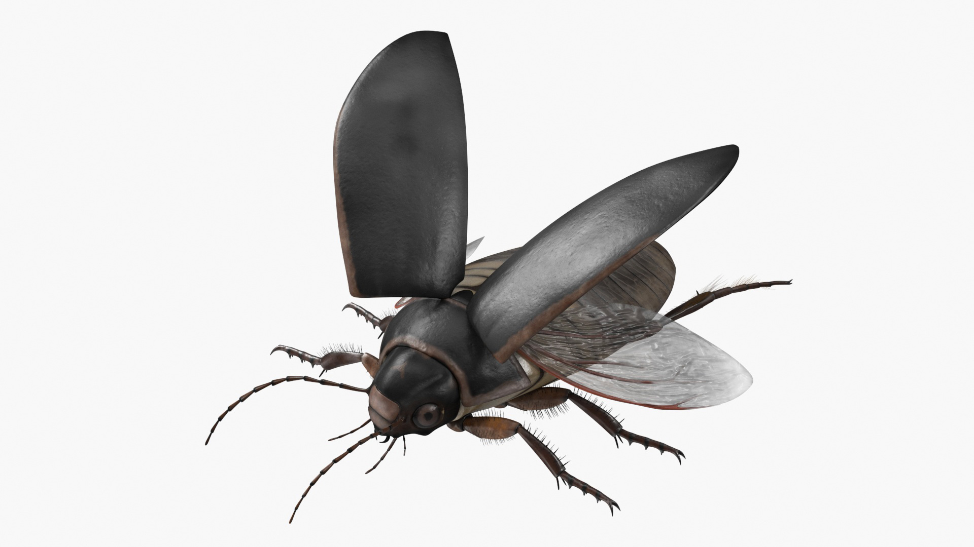 Screech Beetle Black Rigged 3D