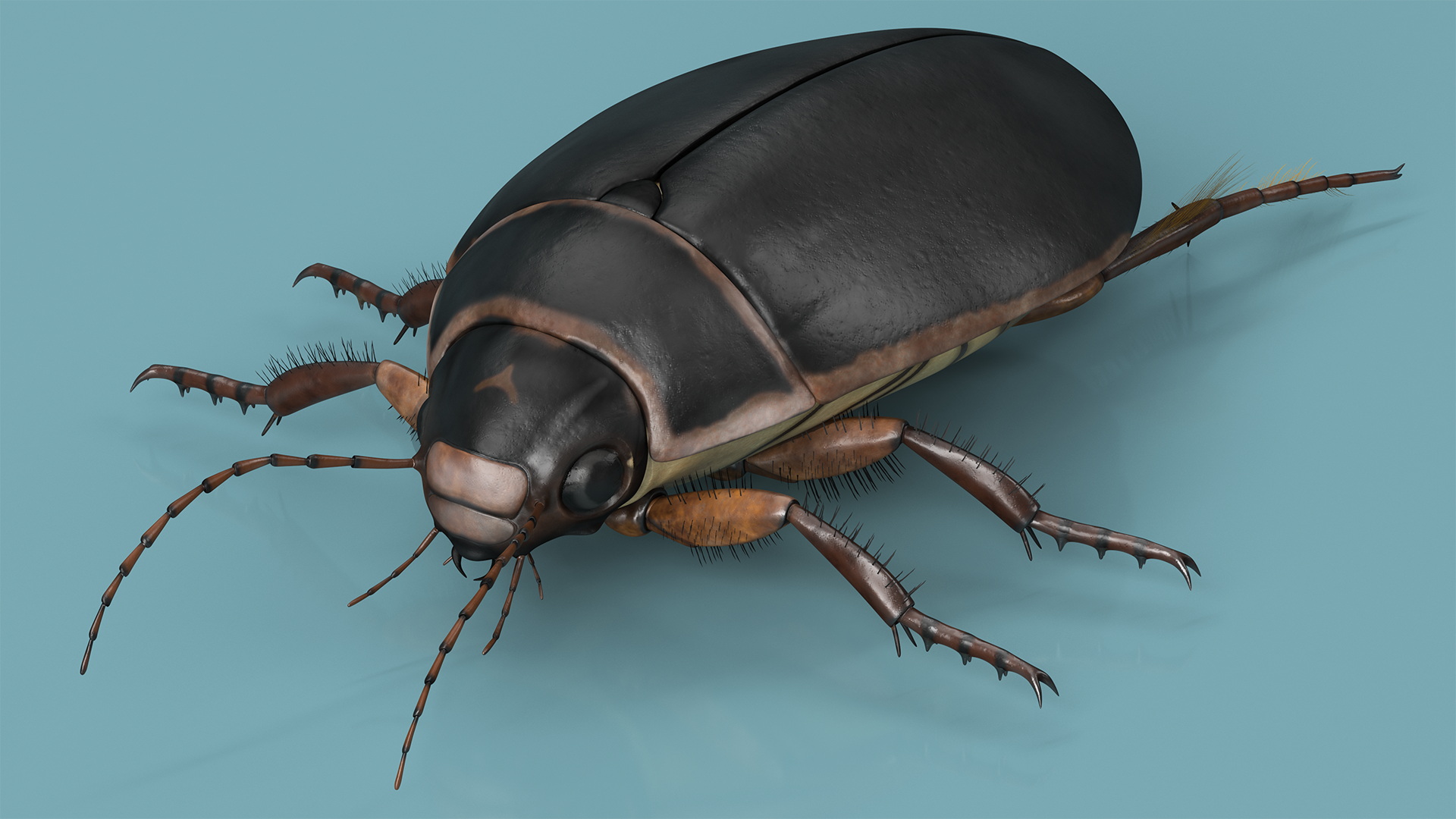 Screech Beetle Black Rigged 3D