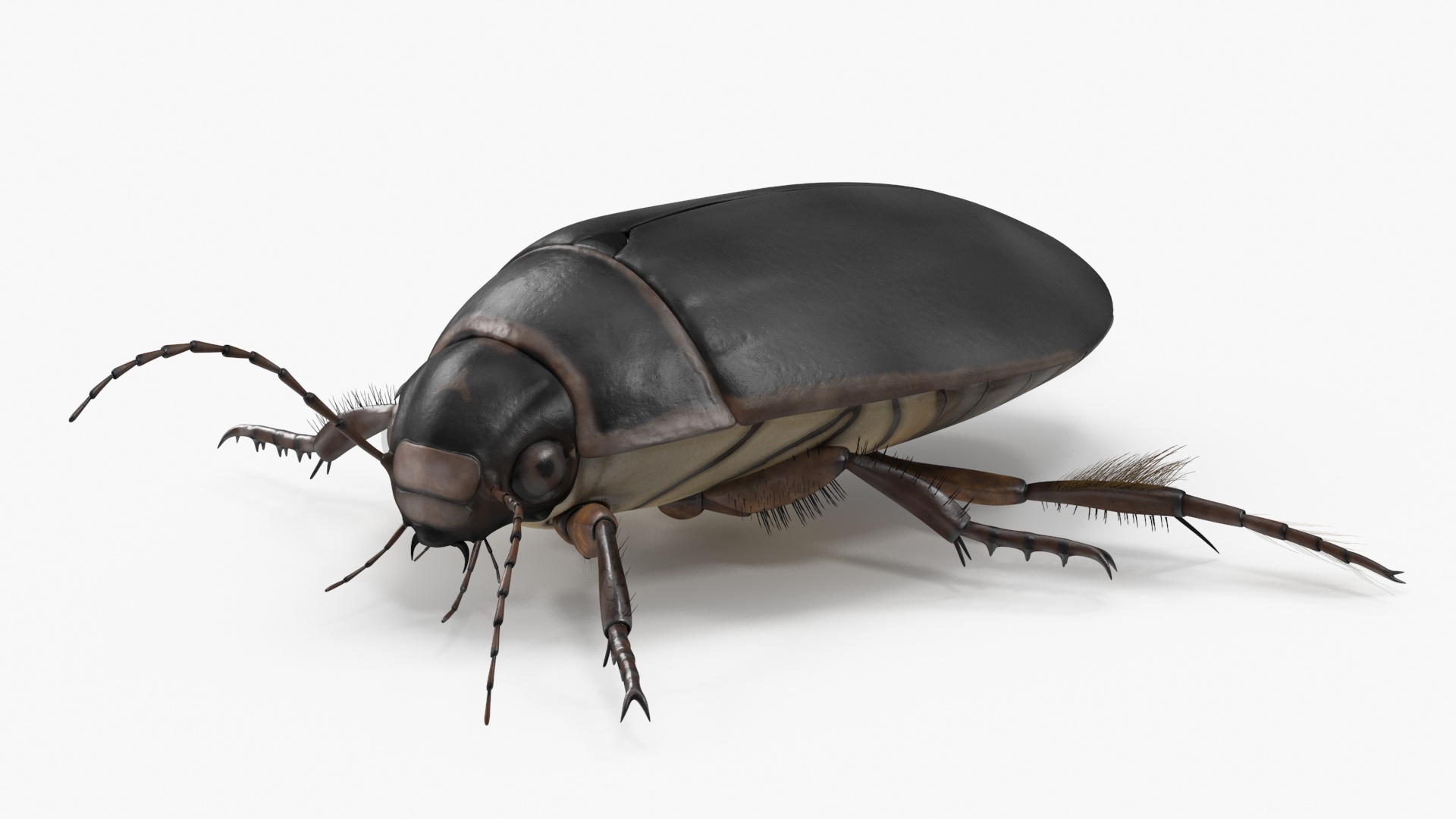 Screech Beetle Black Rigged 3D