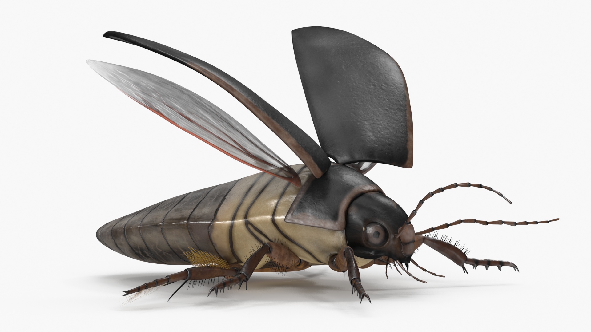 Screech Beetle Black Rigged 3D