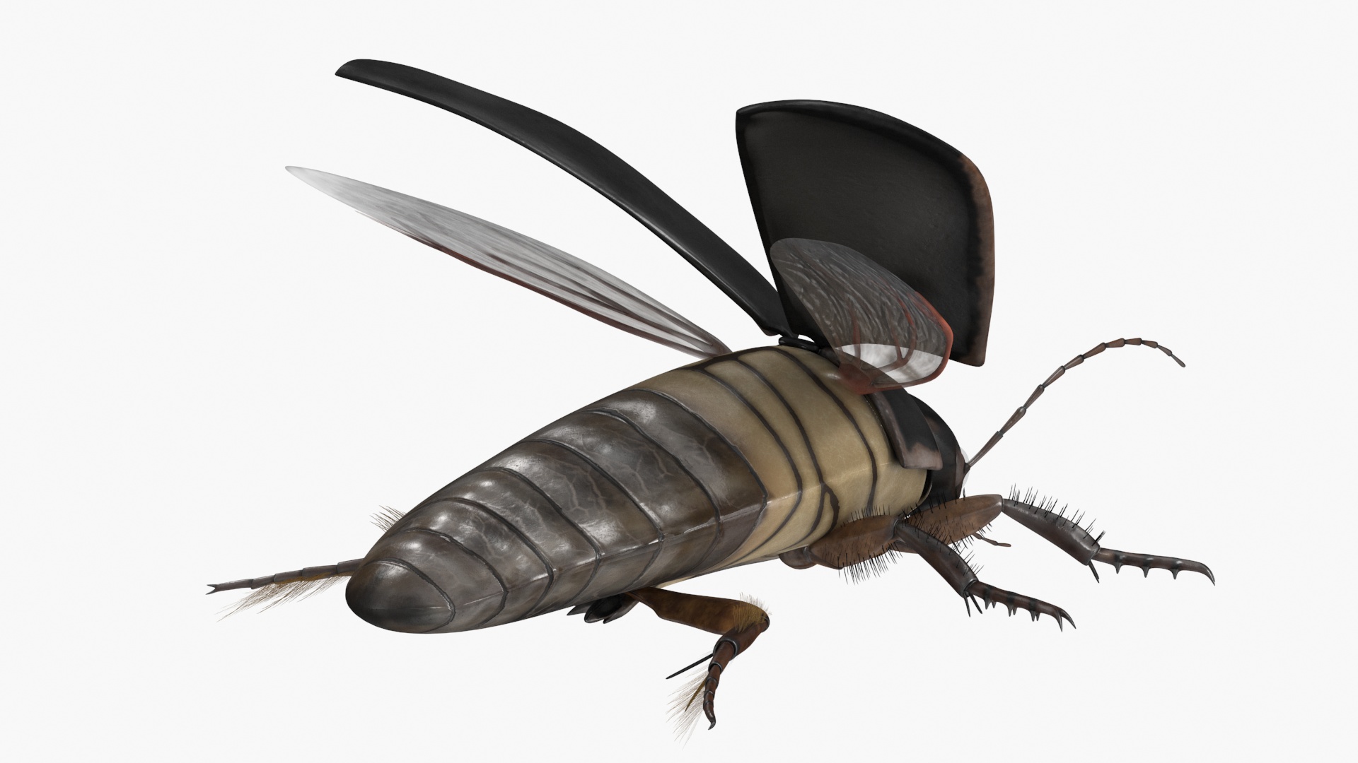 Screech Beetle Black Rigged 3D