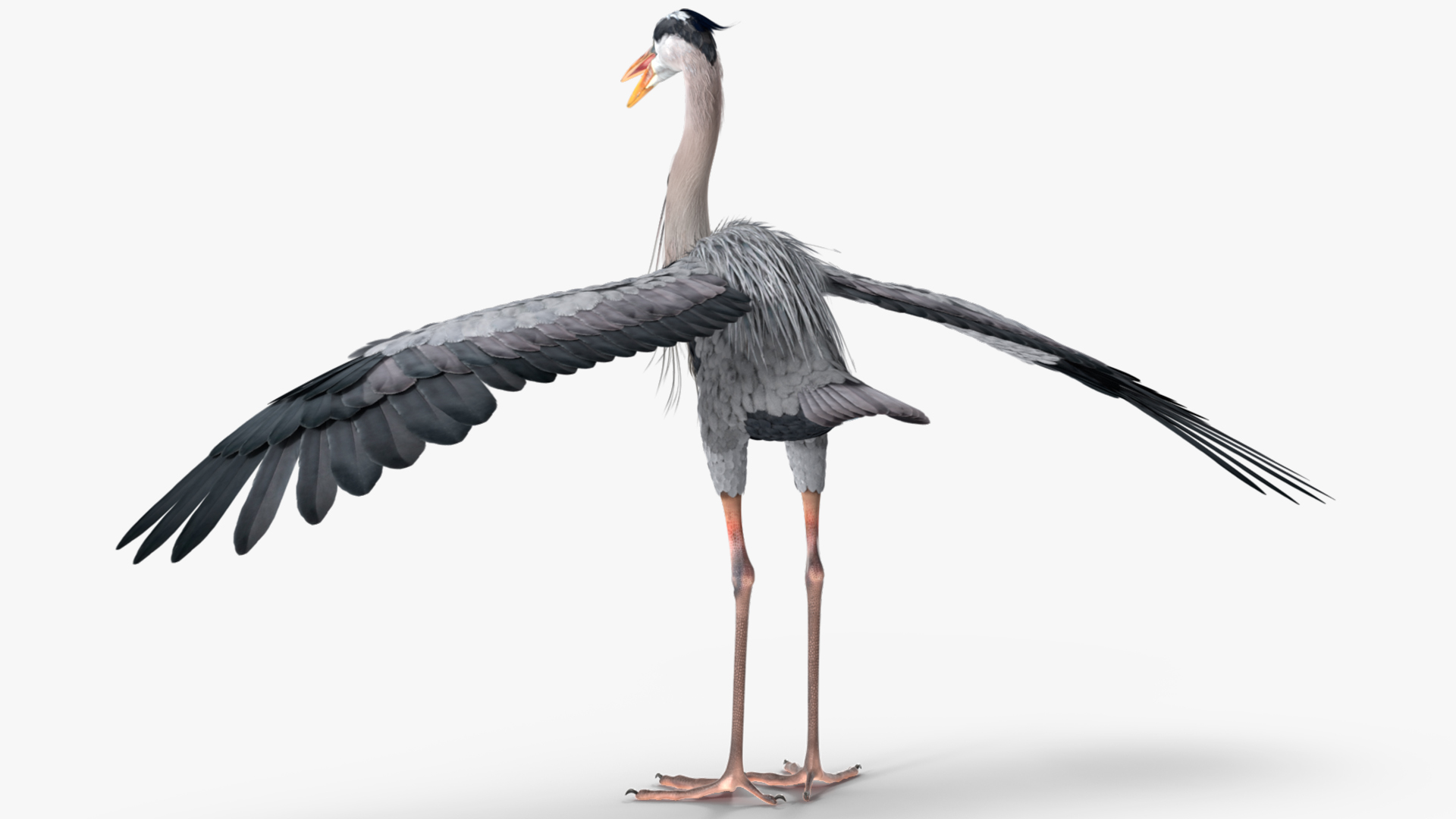 3D model Grey Heron