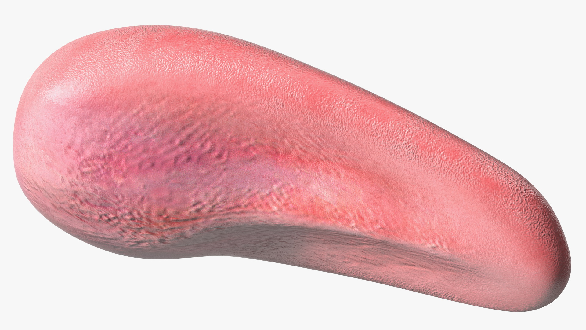 3D Human Tongue Rigged for Cinema 4D model