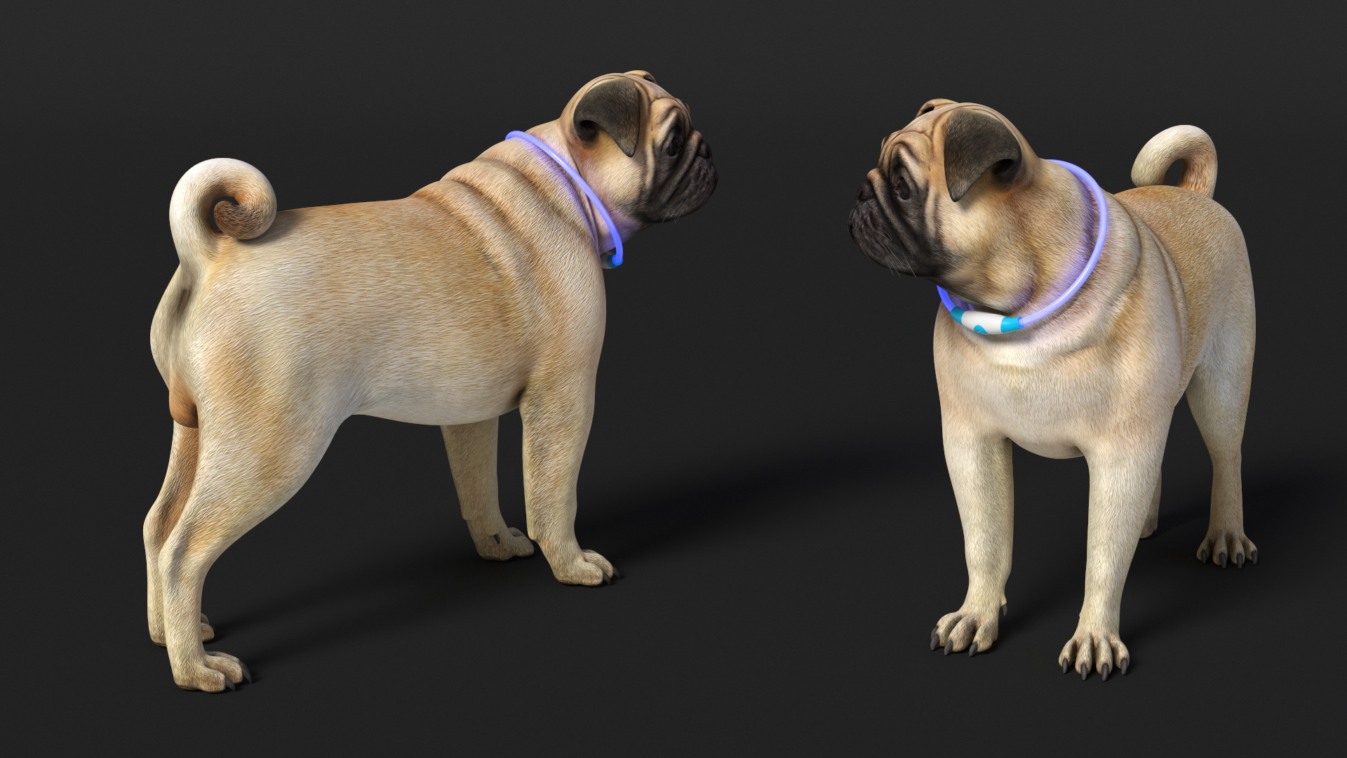 3D Pug Dog in LED Collar