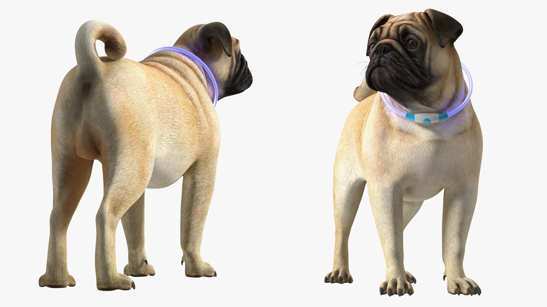 3D Pug Dog in LED Collar