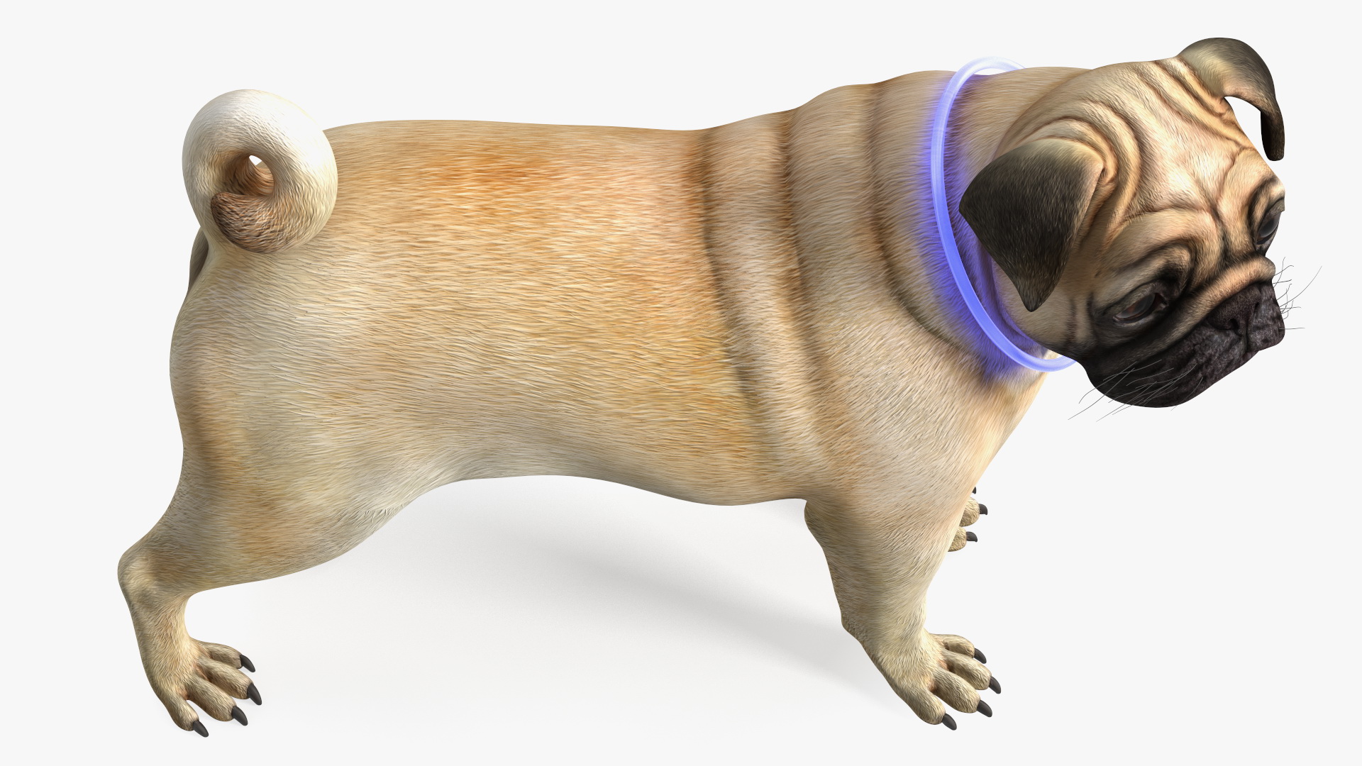 3D Pug Dog in LED Collar