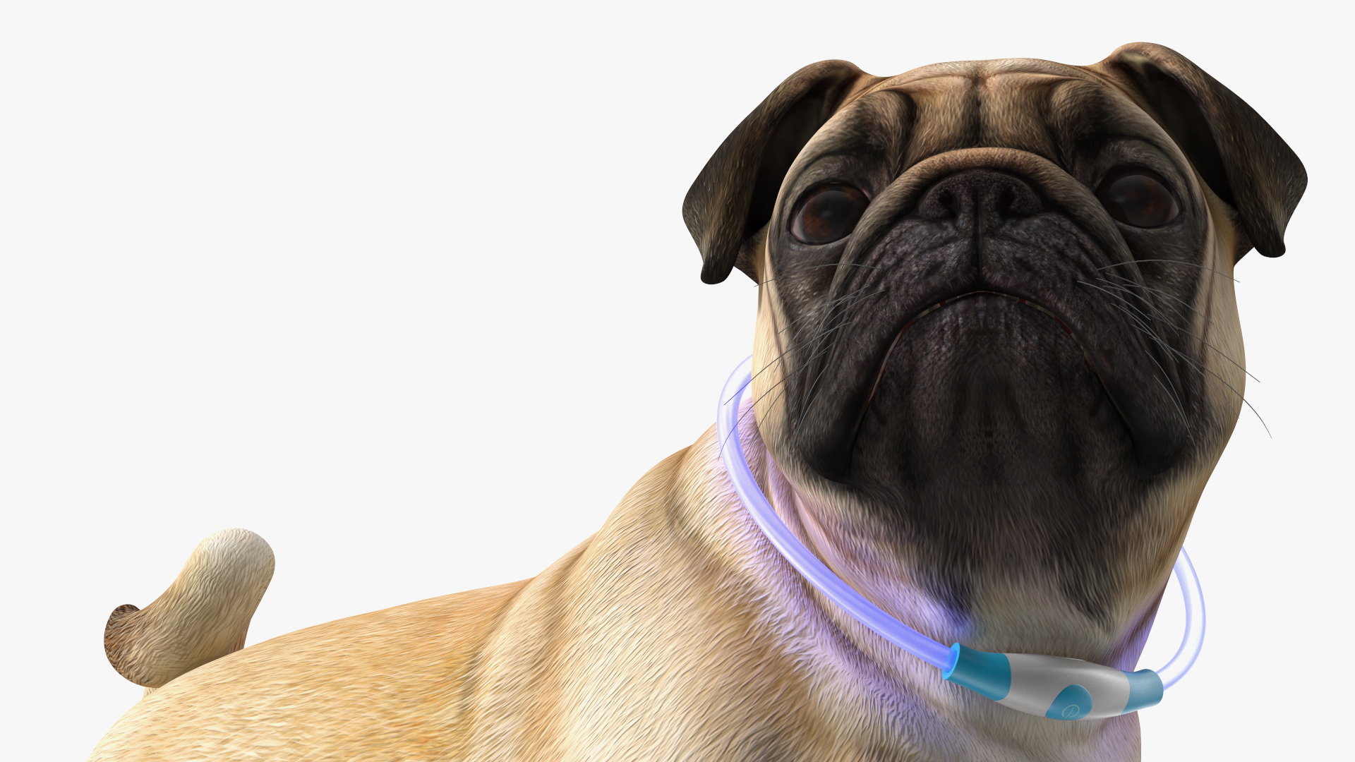 3D Pug Dog in LED Collar