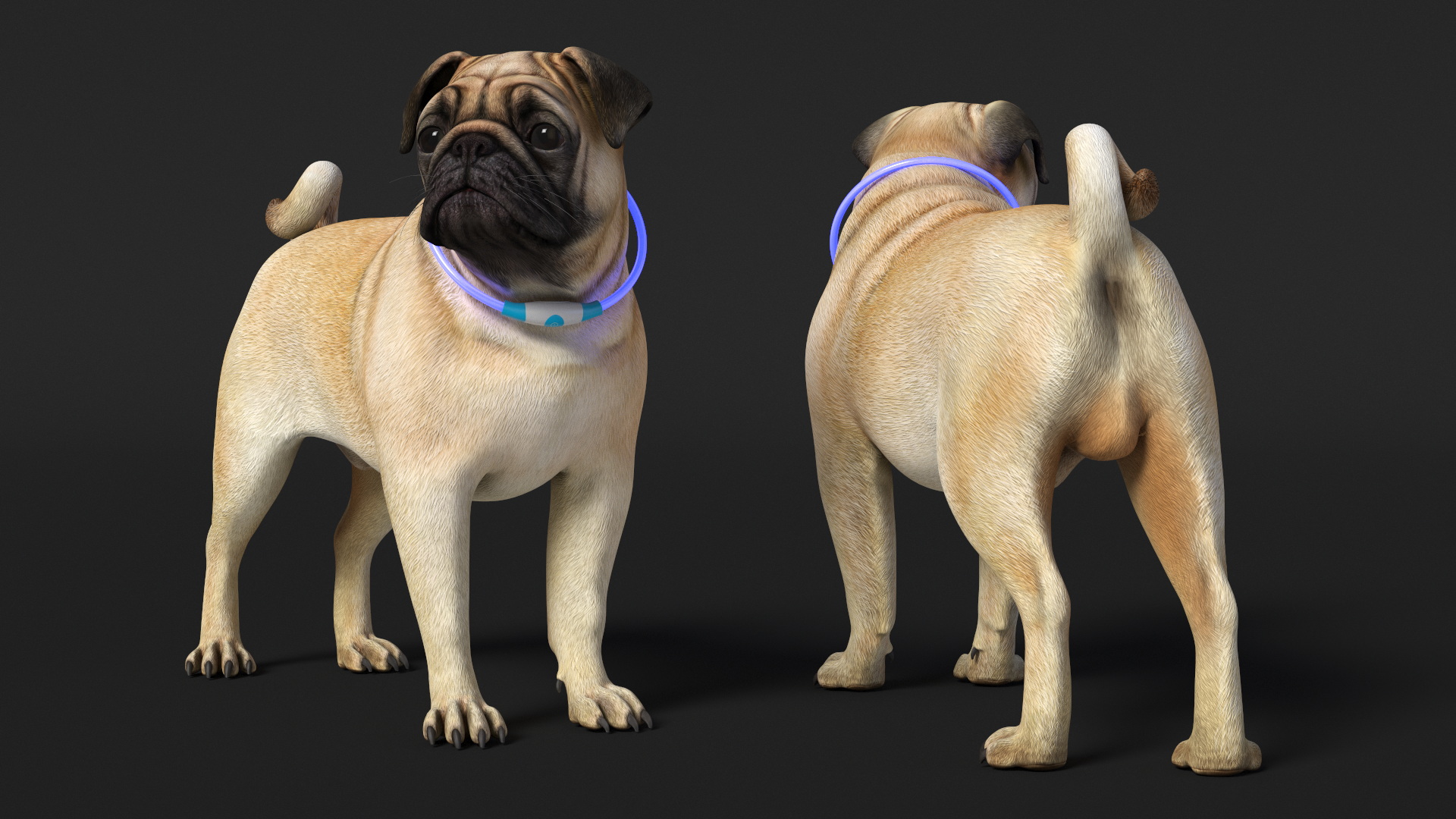 3D Pug Dog in LED Collar