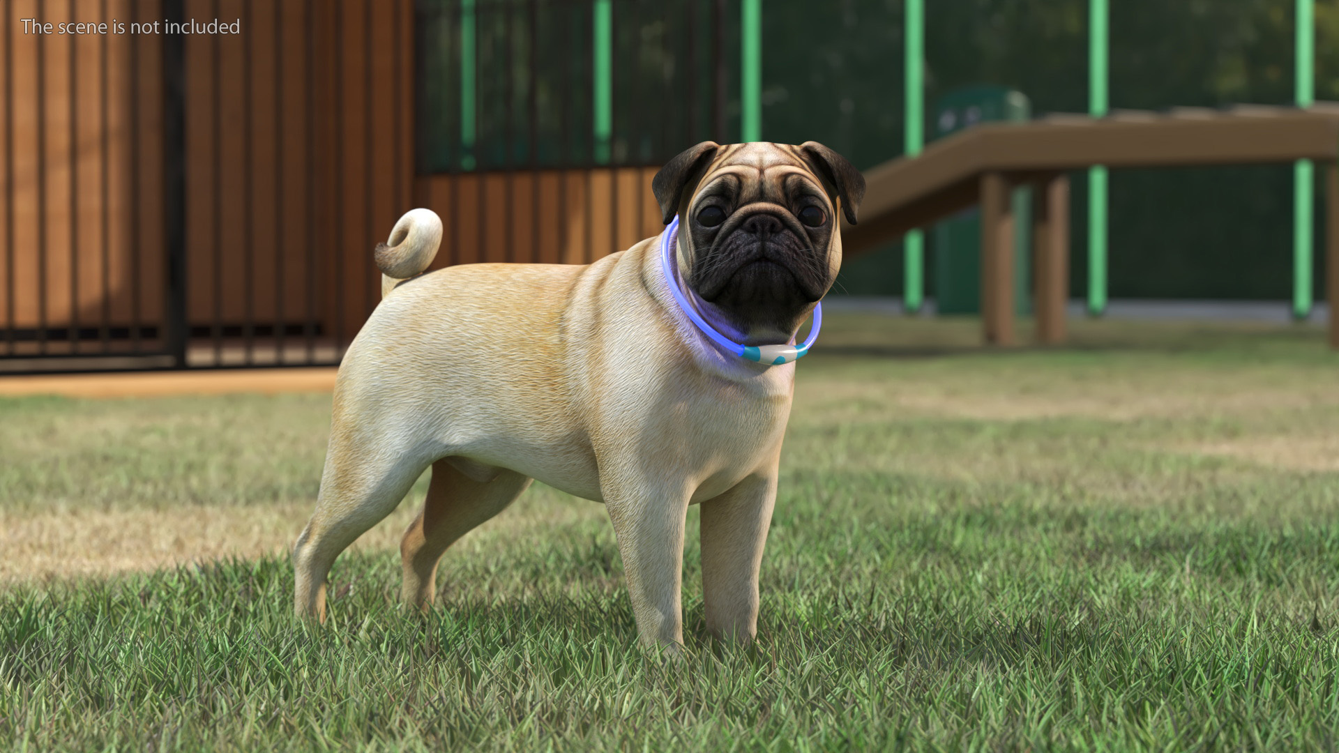 3D Pug Dog in LED Collar