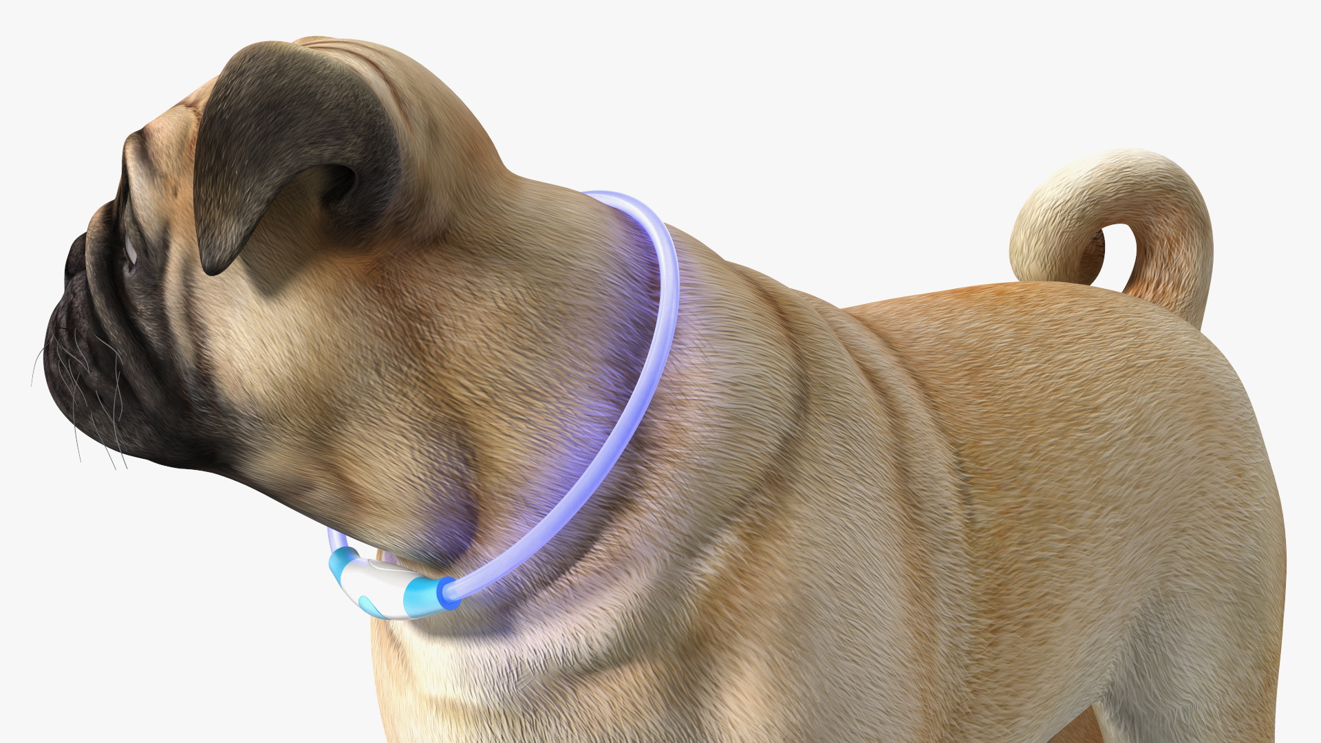 3D Pug Dog in LED Collar