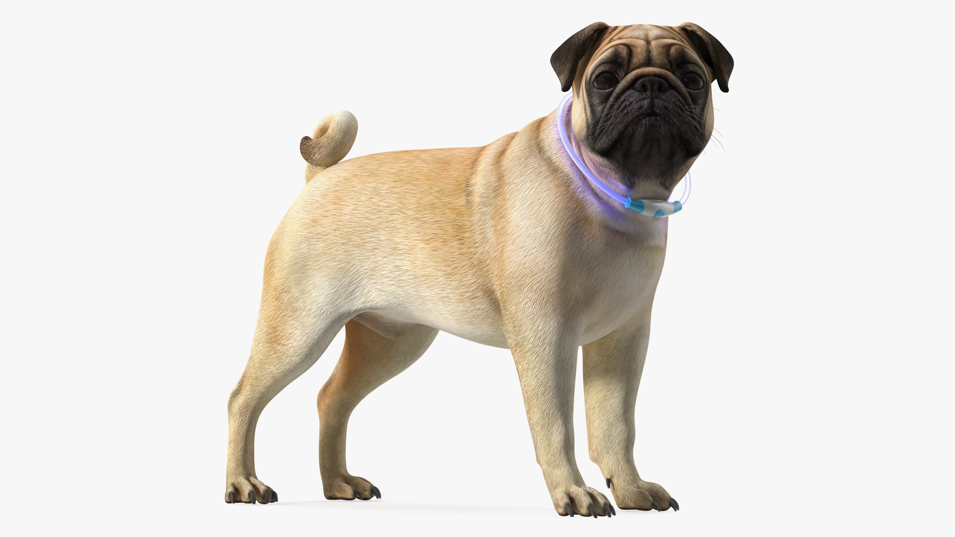 3D Pug Dog in LED Collar