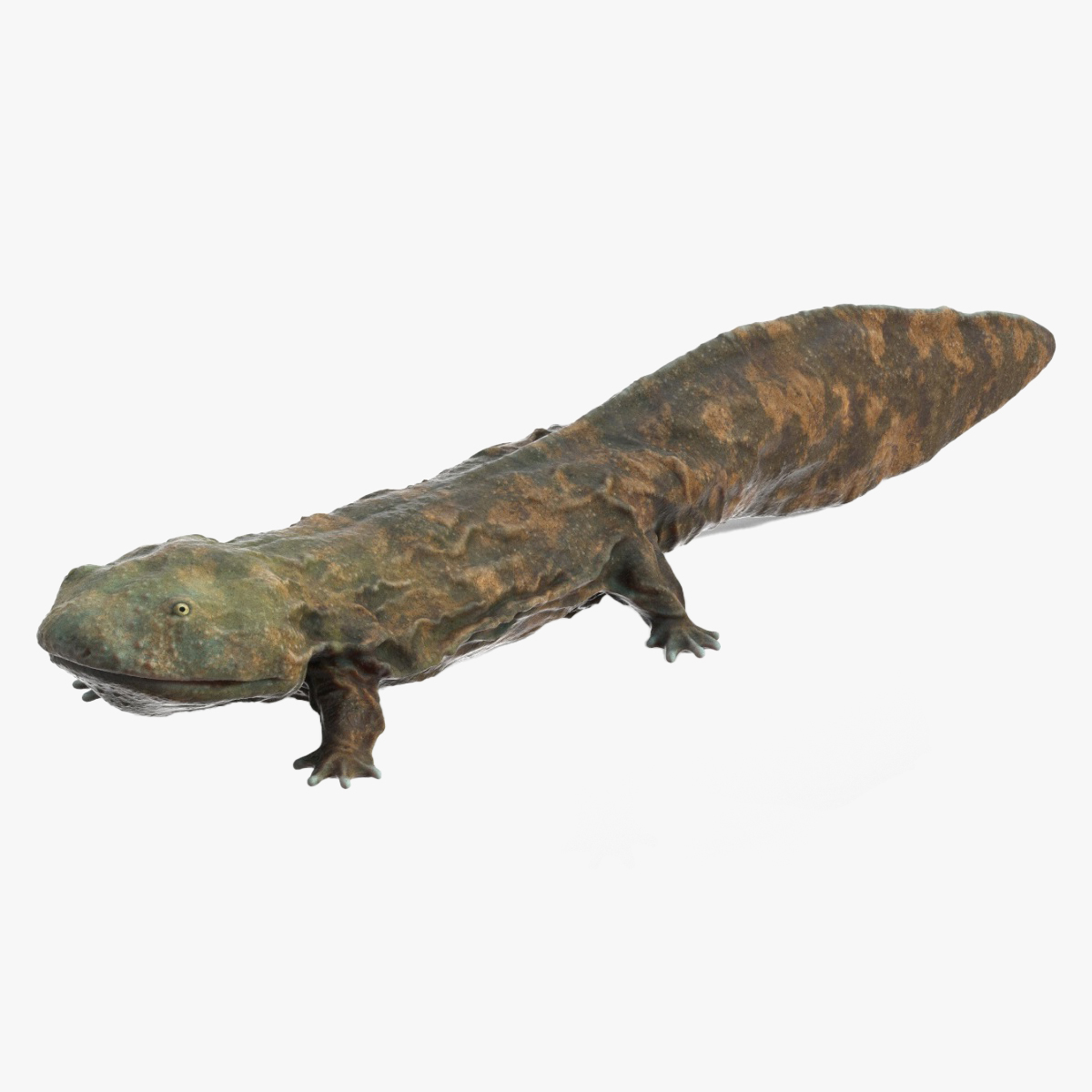 Aquatic Salamander Light Wet Rigged for Cinema 4D 3D model