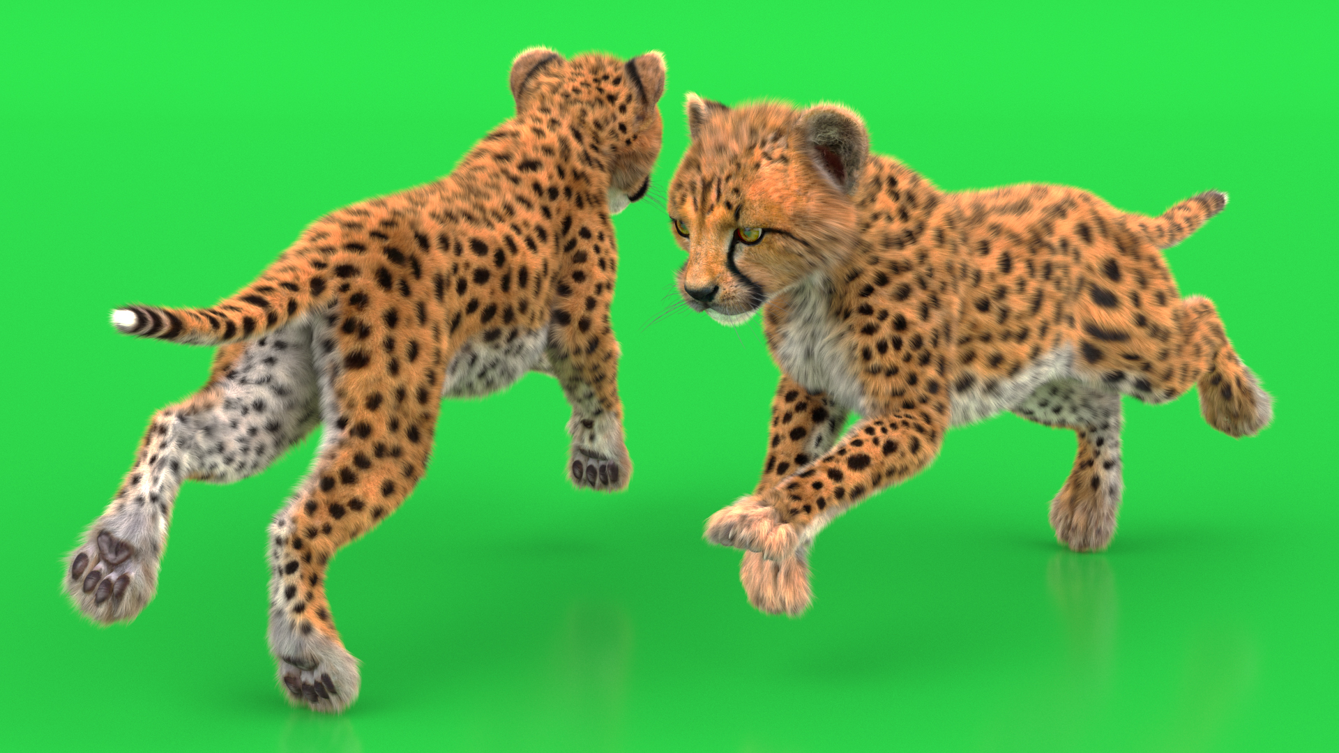 Cheetah Cub Fur Rigged 3D