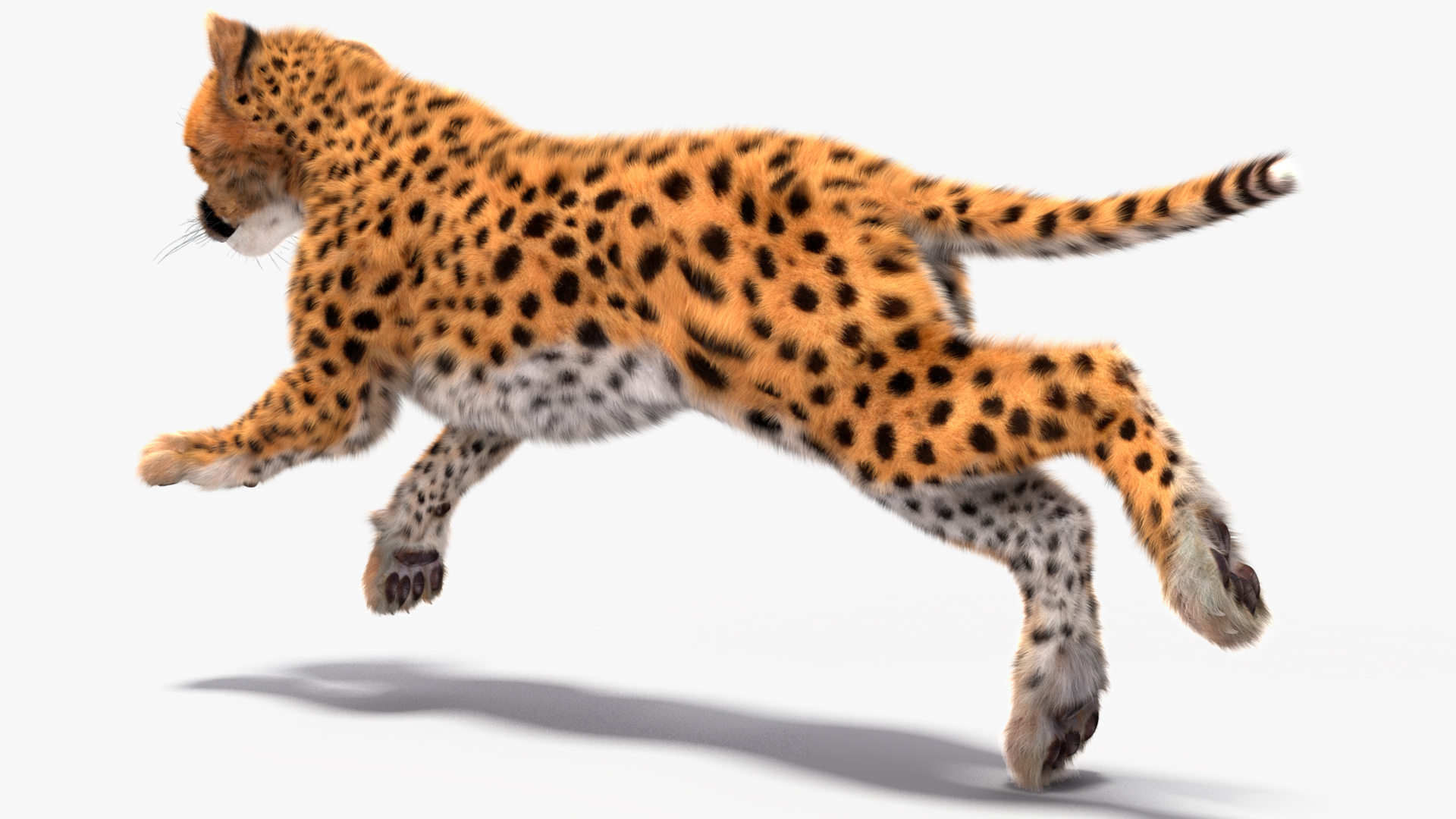 Cheetah Cub Fur Rigged 3D