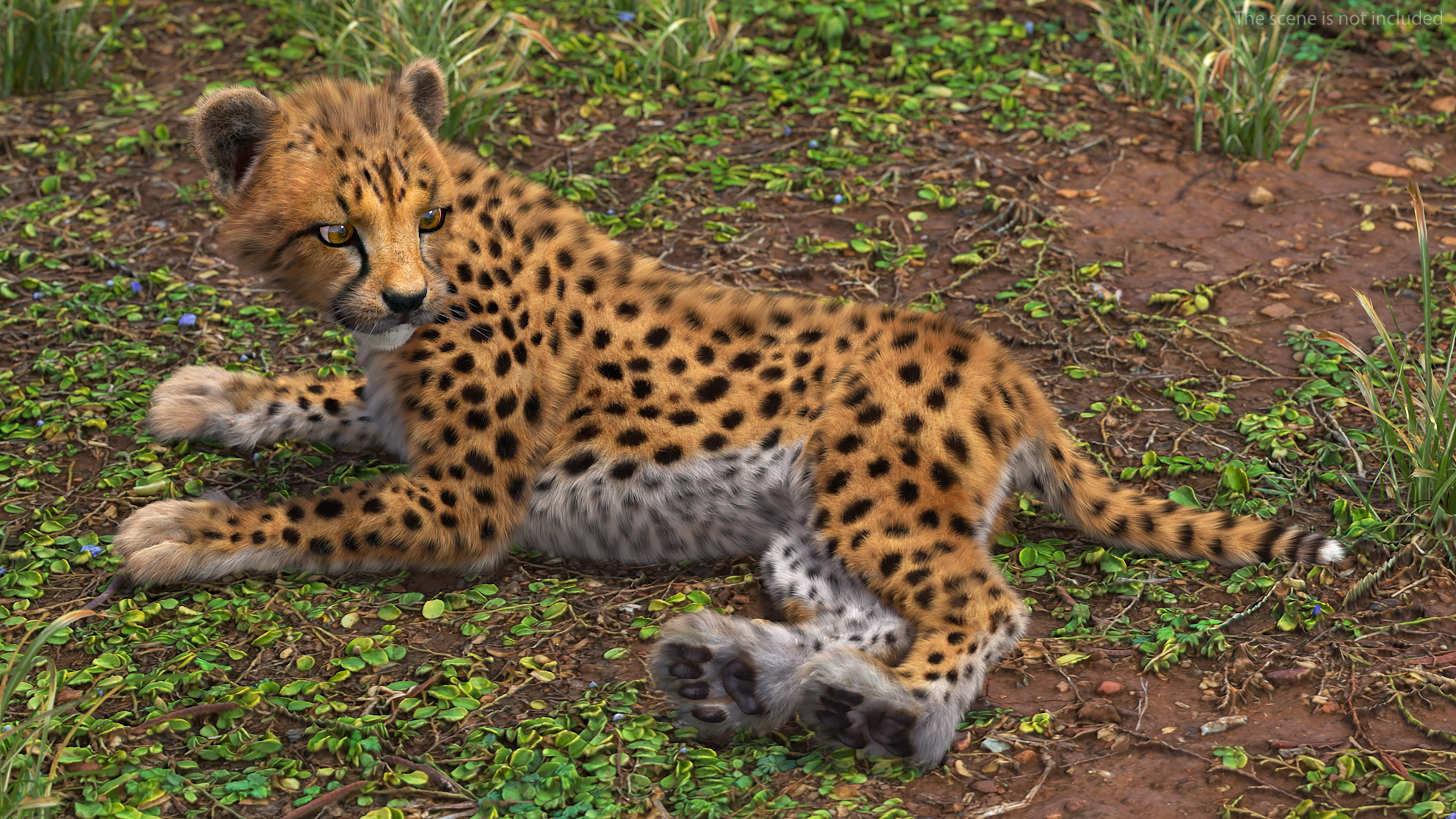 Cheetah Cub Fur Rigged 3D