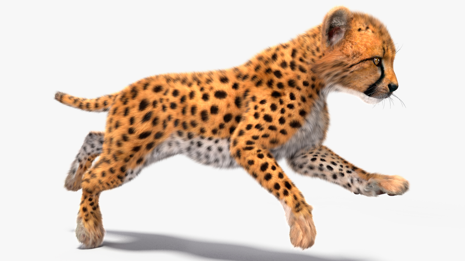 Cheetah Cub Fur Rigged 3D