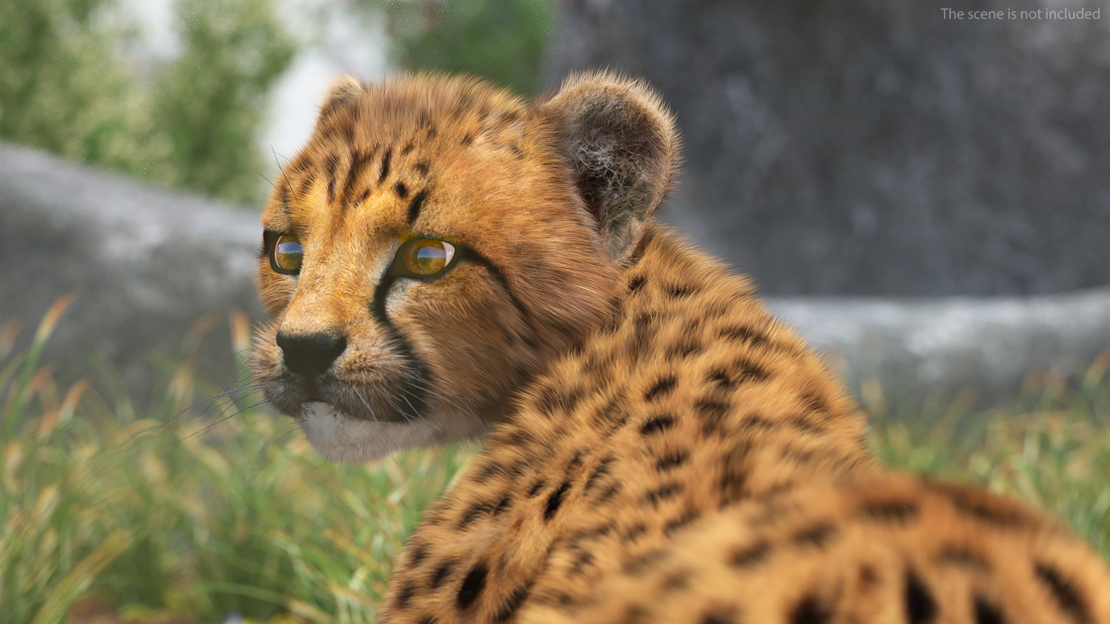 Cheetah Cub Fur Rigged 3D